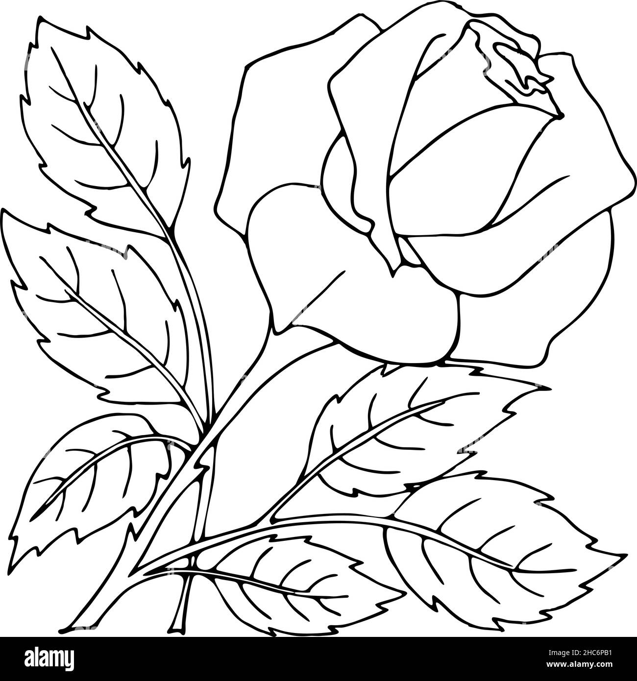 Isolated Outline Drawing Of Rose Flower Graphic Graphic Art Clothing 