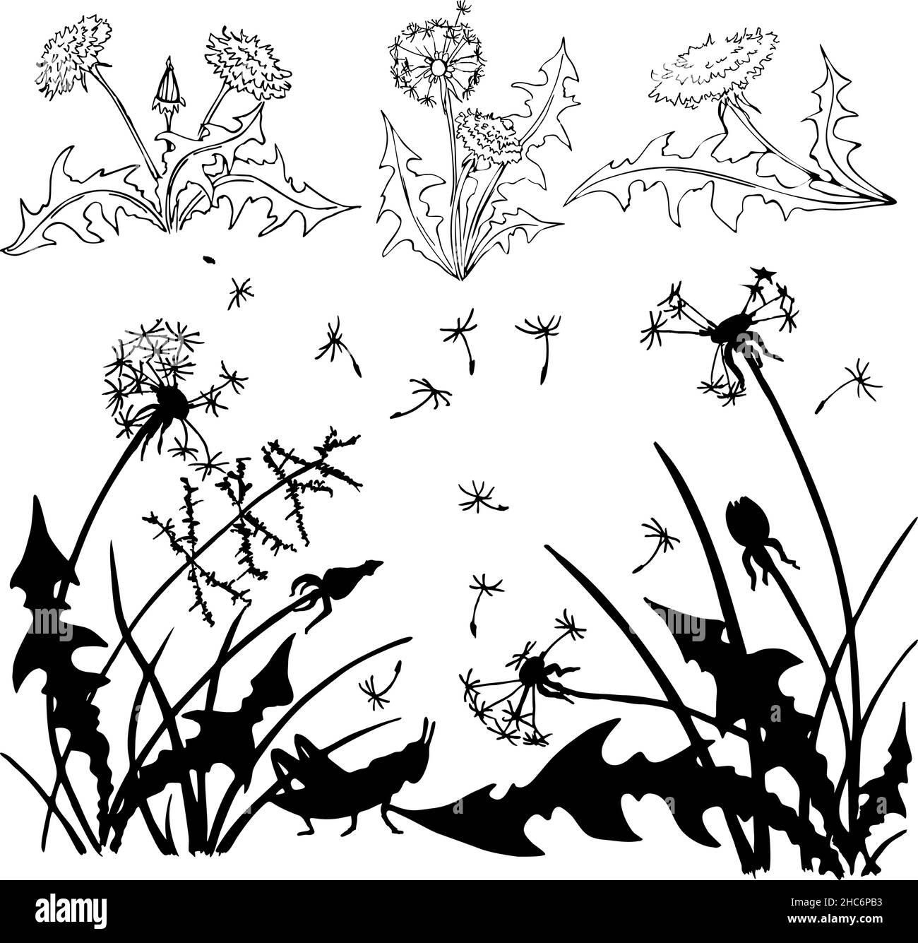 set of contour isolated drawings of dandelions Stock Vector