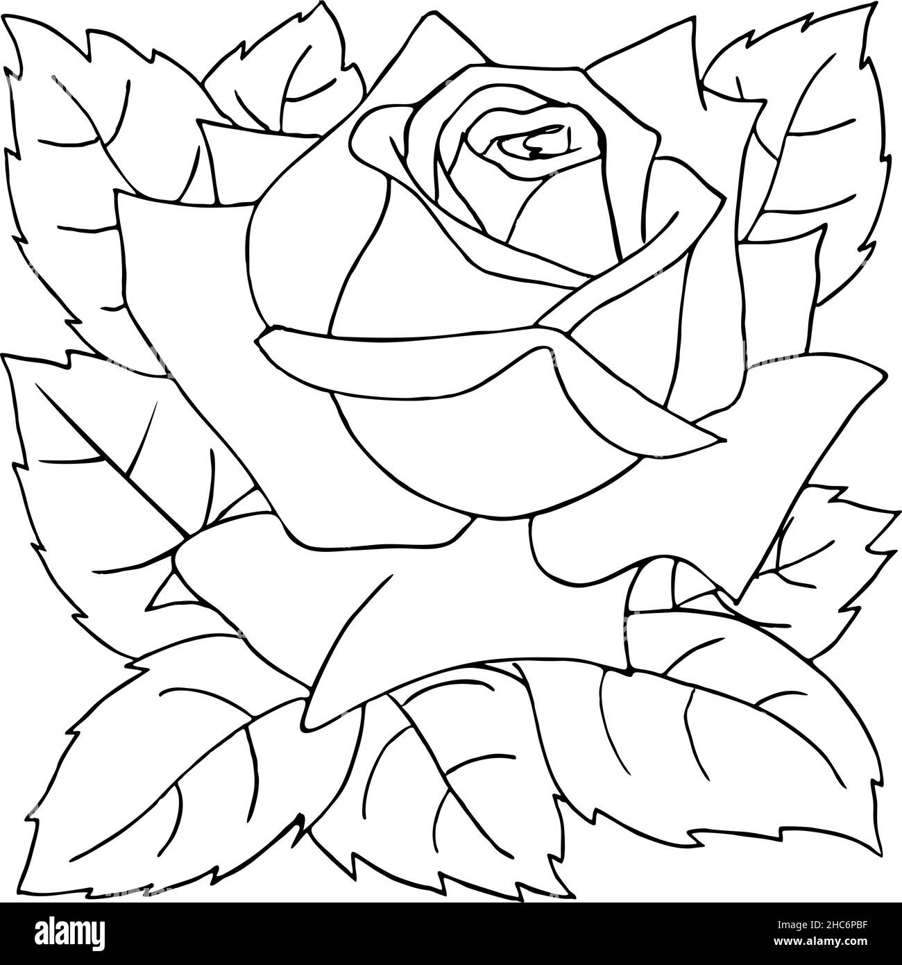 isolated outline drawing of rose flower, graphic Stock Vector Image
