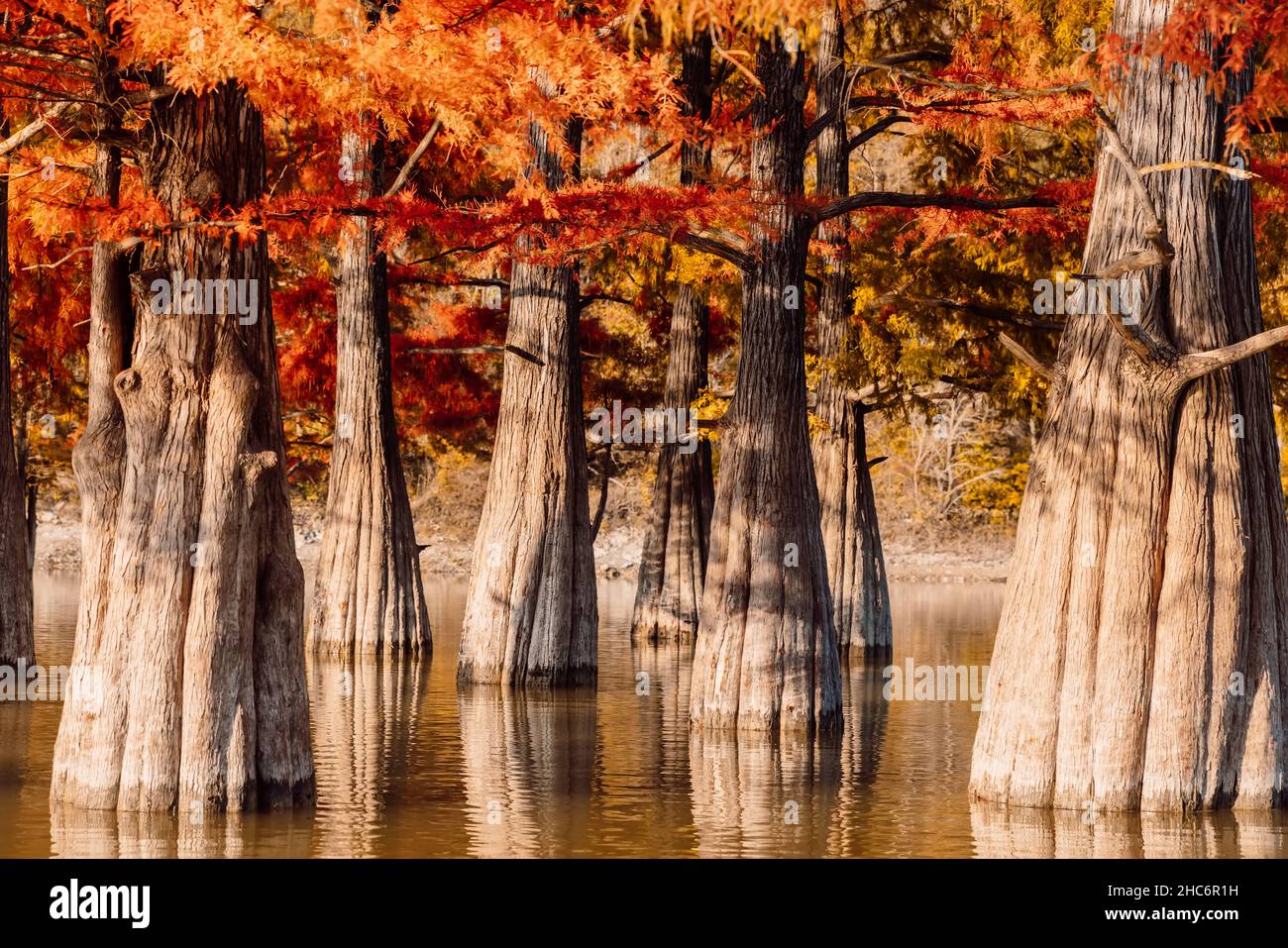 Swamp cypresses and lake with reflection. Taxodium distichum with red needles. Stock Photo