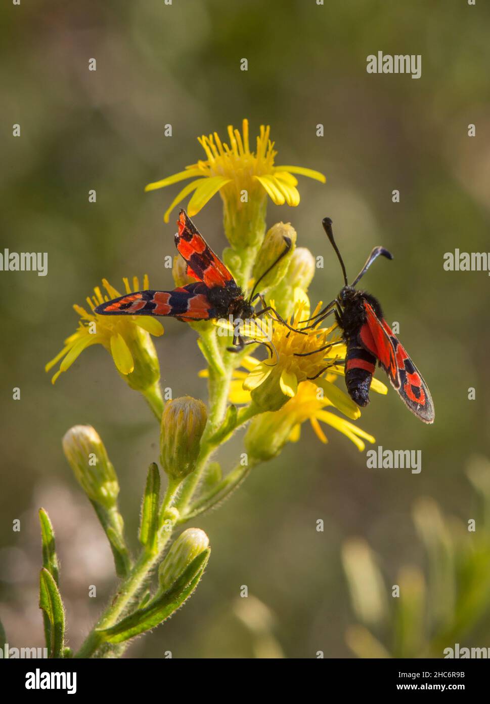 Day-flying burnet moths, Zygaena fausta, Andalucia, Southern Spain. Europe Stock Photo