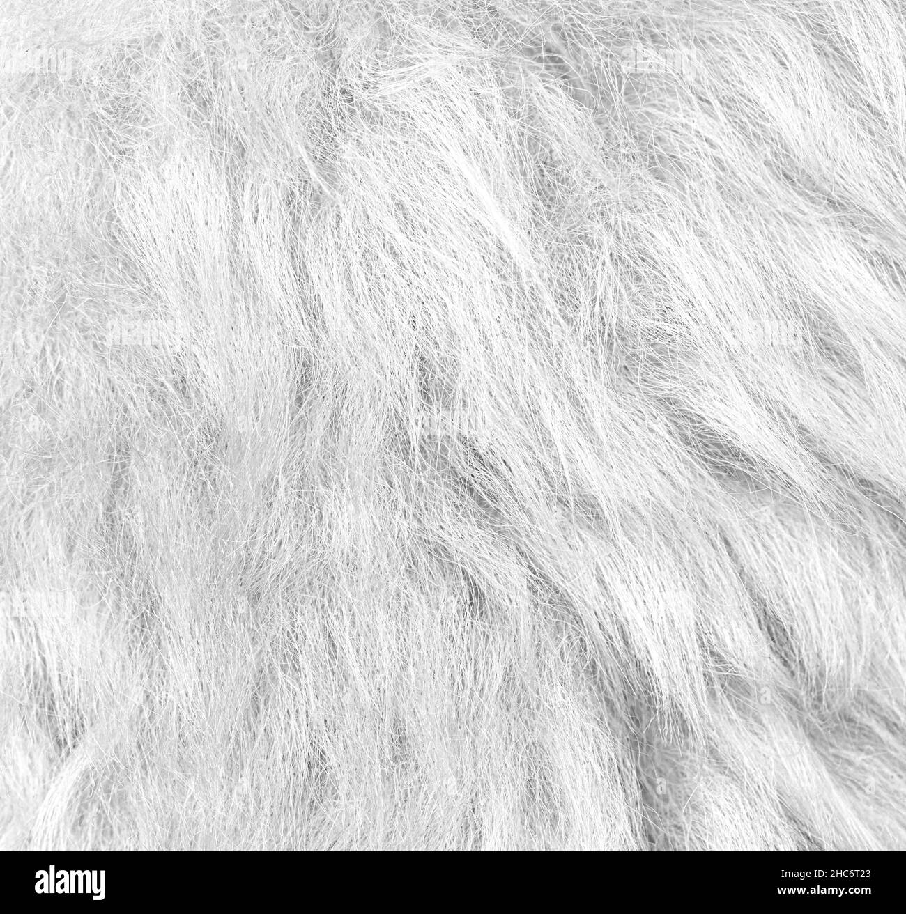 White soft wool texture background, cotton wool, light natural sheep wool, close-up texture of white fluffy fur, wool with beige tone, fur with a deli Stock Photo