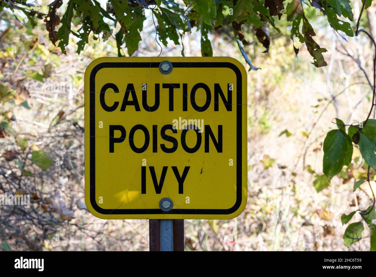 Yellow caution poison ivy sign Stock Photo