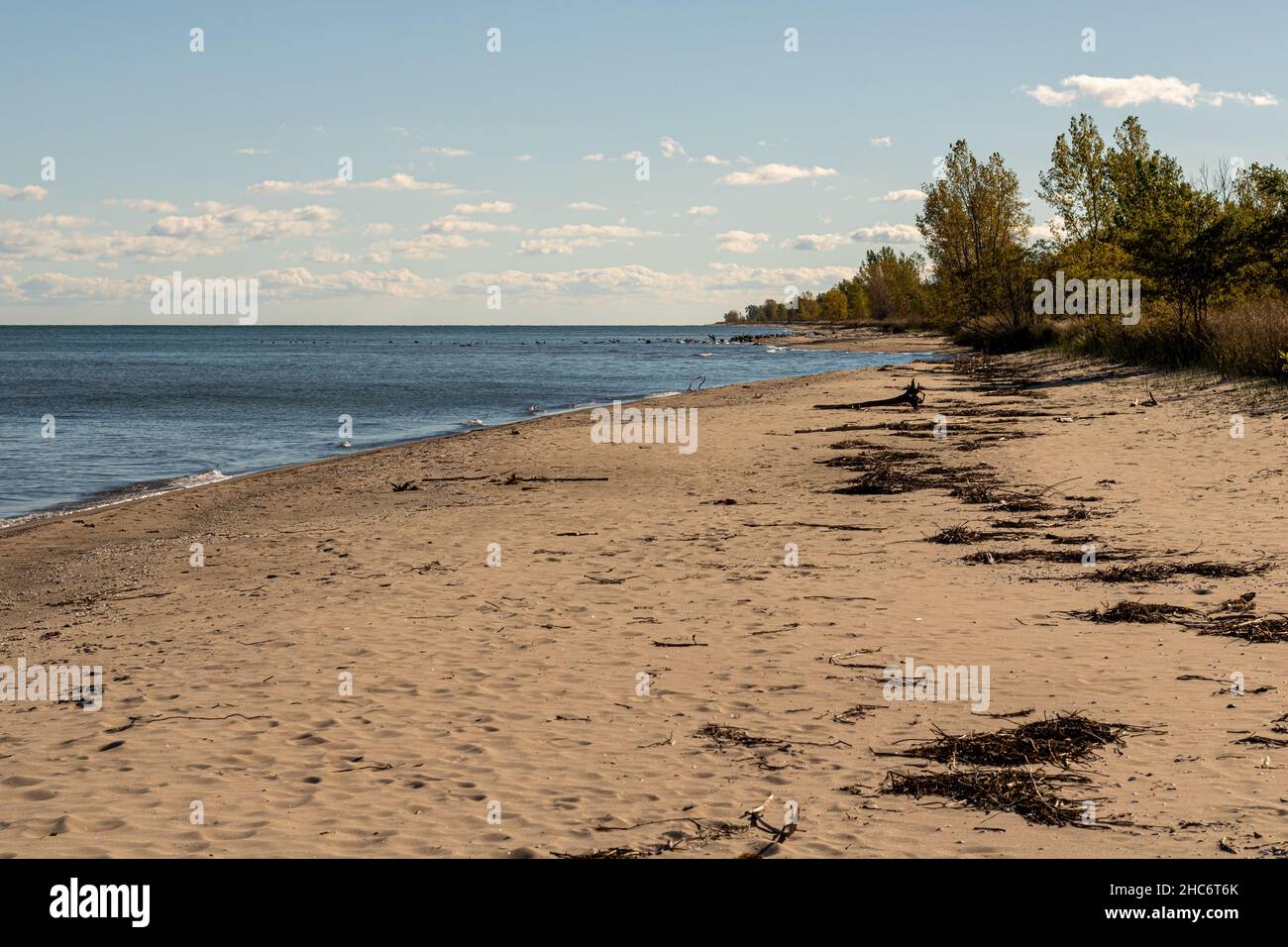 Empty  beach on Lake Erie at Rondeau Provincial Park, Ontario, Canada. Driftwood, birds in background. Stock Photo