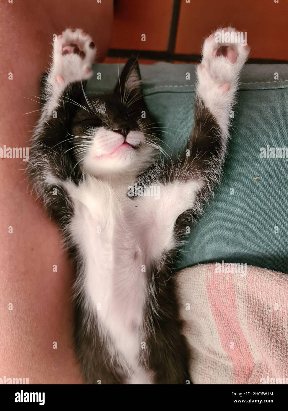 Closeup shot of a maru lying on the sofa and enjoying his relax Stock Photo