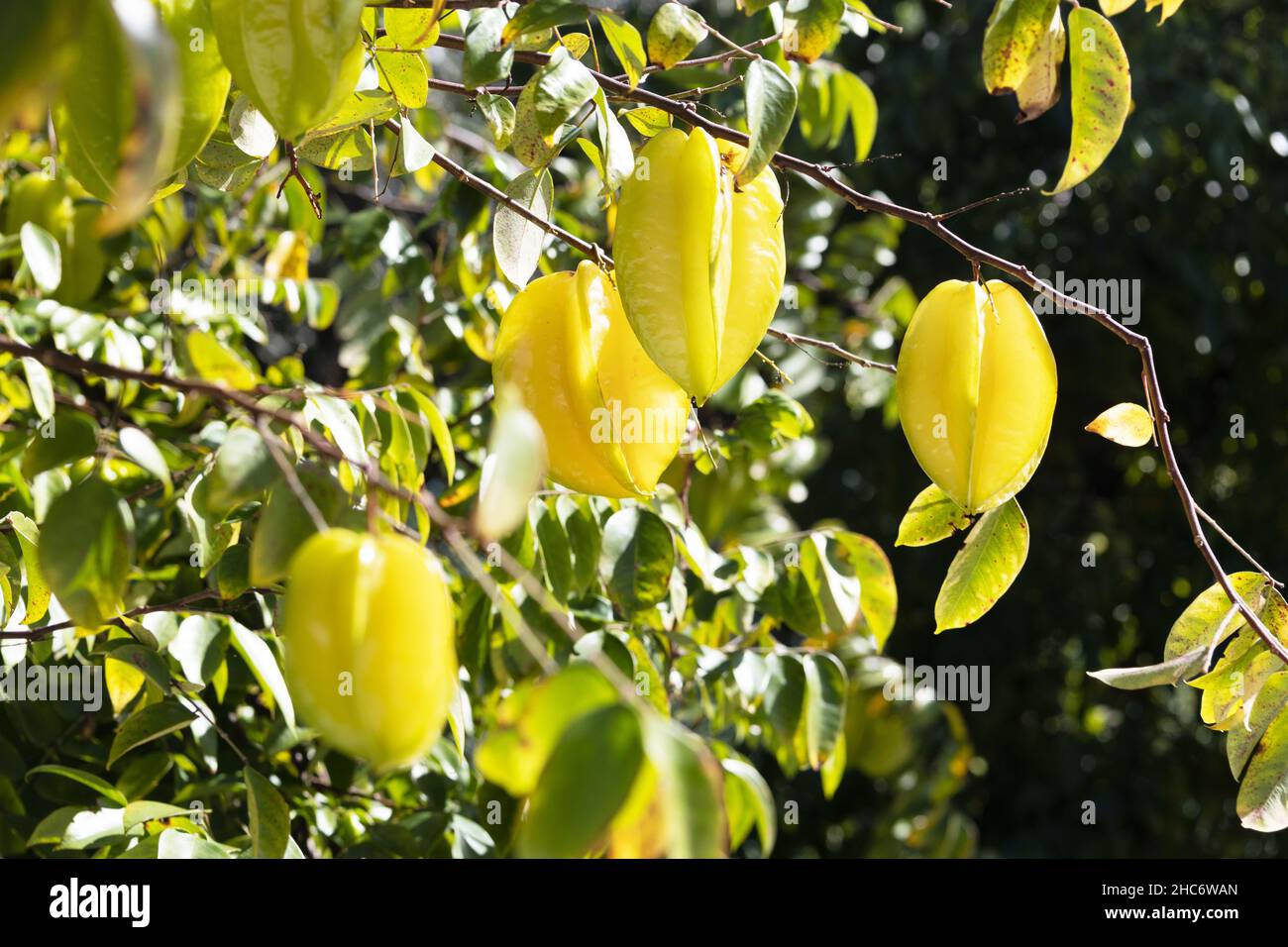 Averrhoa carambola star fruit ‘fwang tung’ on a tree Stock Photo - Alamy