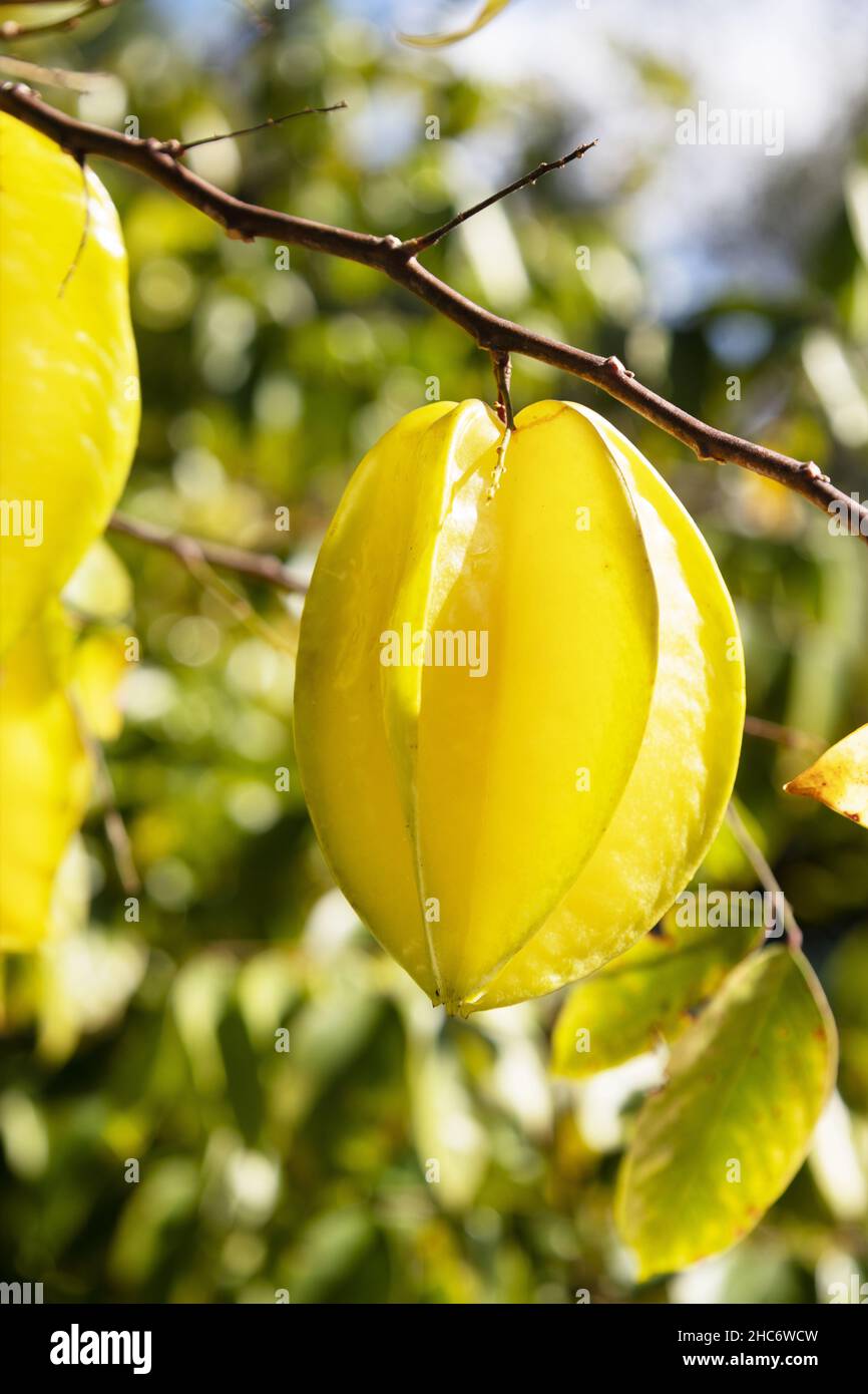 Averrhoa carambola star fruit ‘fwang tung’ on a tree Stock Photo - Alamy