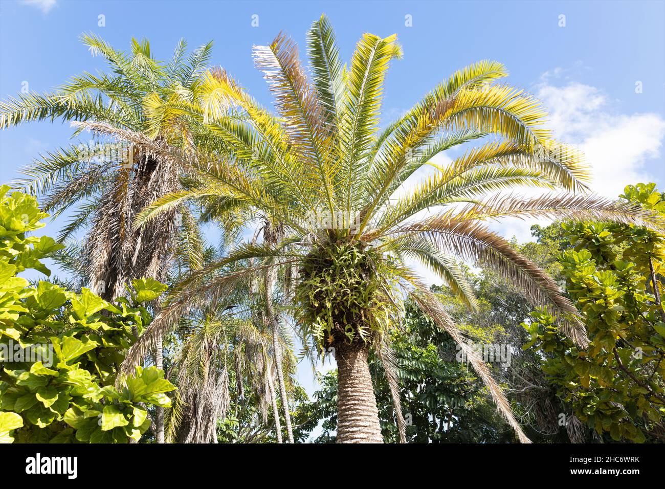 Phoenix canariensis Canary Island date palm tree Stock Photo Alamy