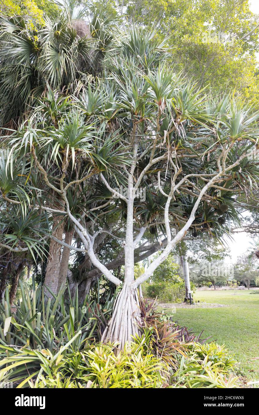 Pandanus utilis - the common screw pine tree. Stock Photo