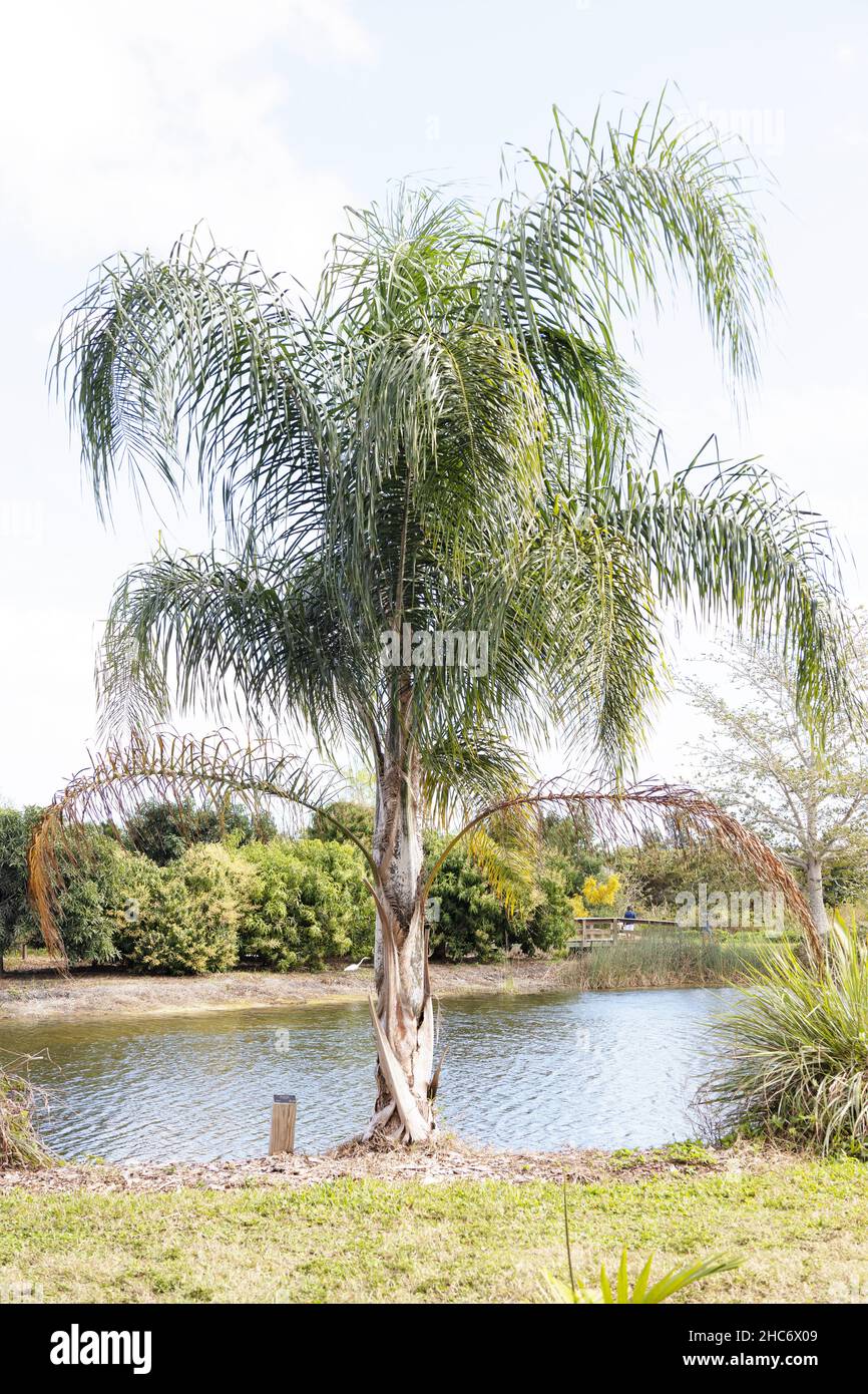 Syagrus romanzoffiana - Queen palm tree. Stock Photo