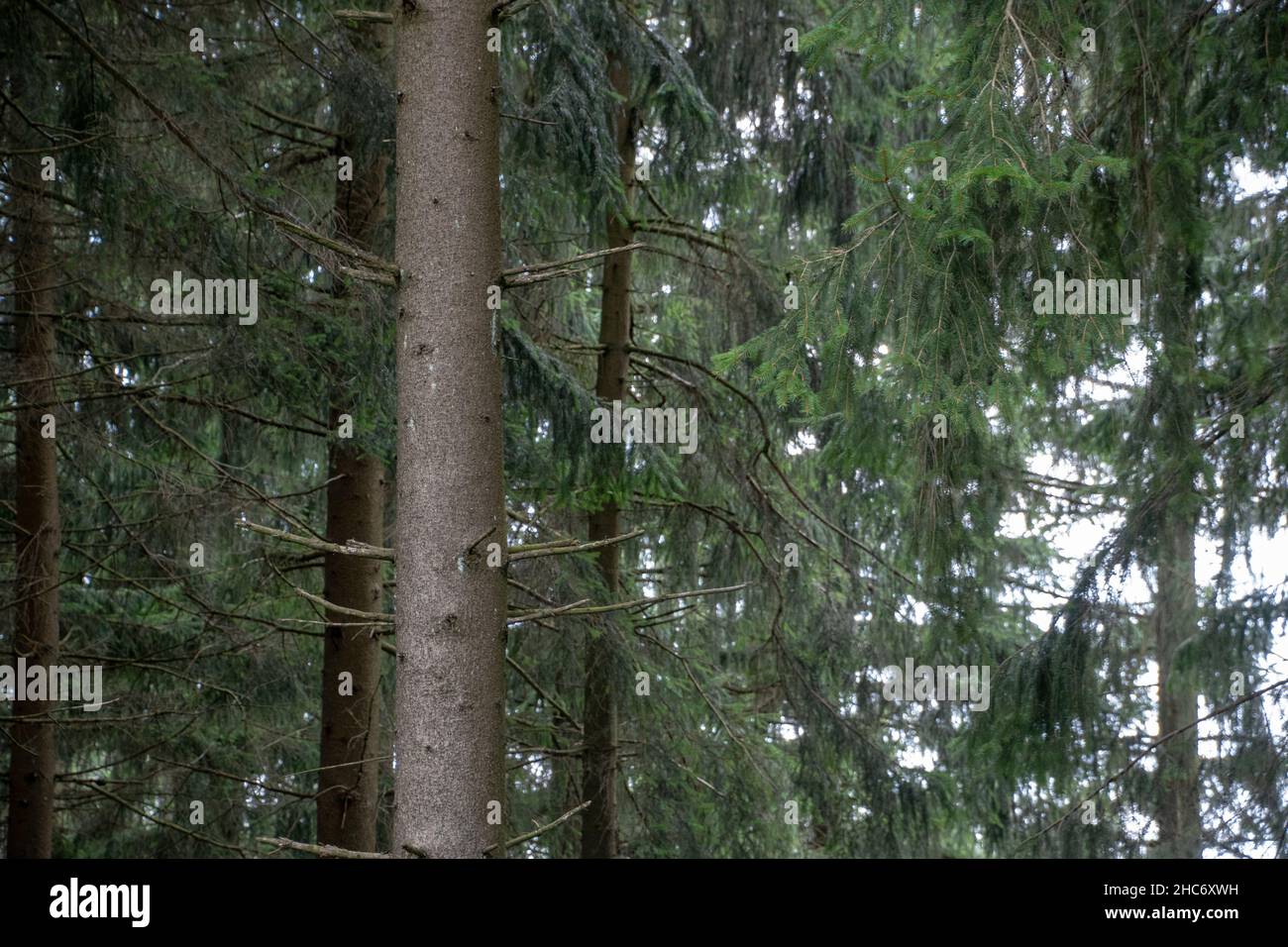 Landscape of woodland scene in Heidelberg Baden Wurttemburg Germany Stock Photo