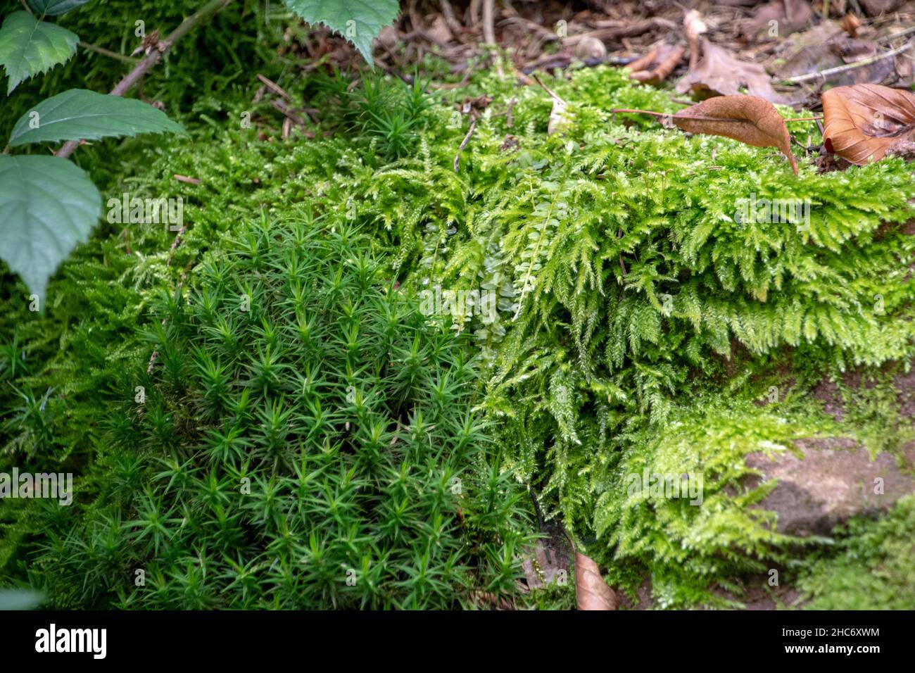 Landscape of mossy woodland scene in Heidelberg Baden Wurttemburg Stock Photo