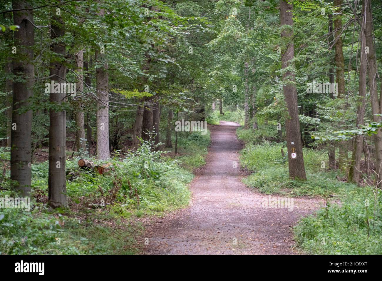Landscape of woodland hiking path in Heidelberg Baden Wurttemburg Stock Photo