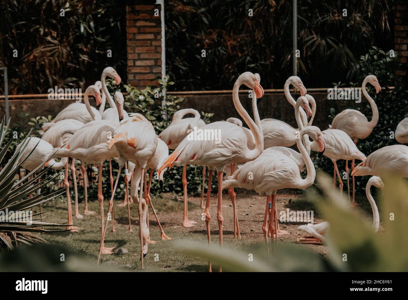 Daylight shot of a lot of flamingos in the garden Stock Photo