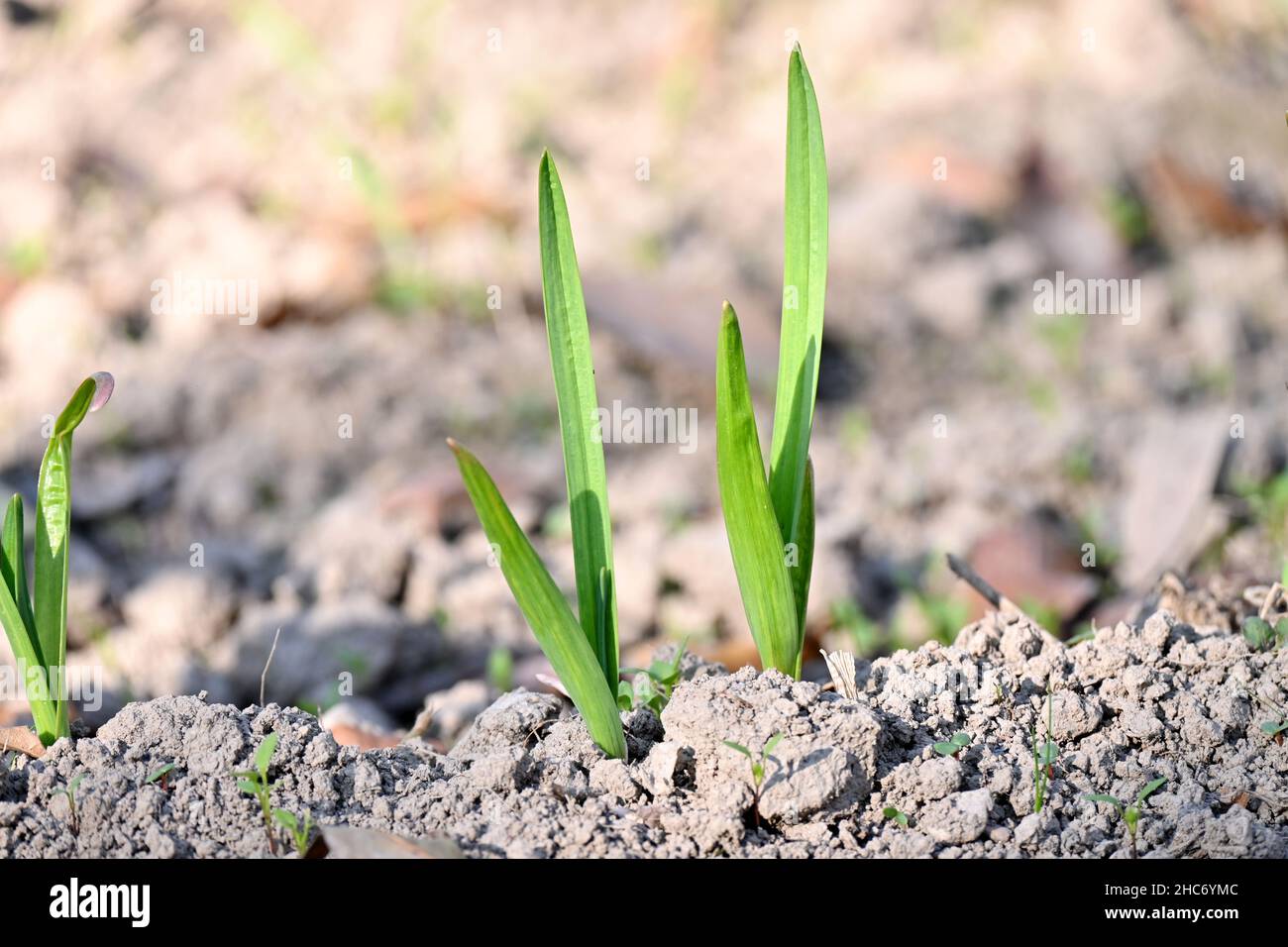 closeup the ripe green garlic plant growing in the farm over out of focus yellow brown background. Stock Photo