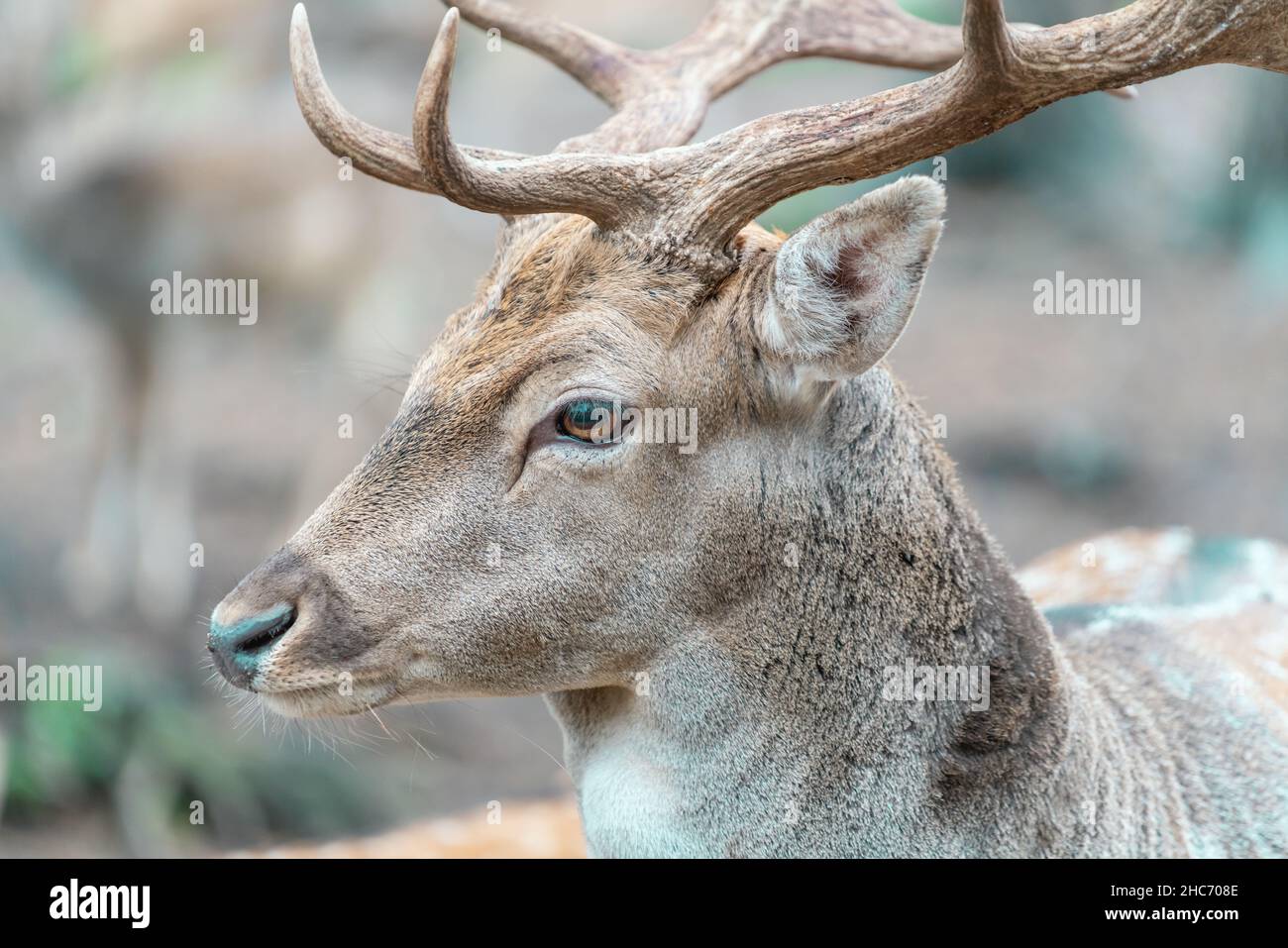 Close up shot of a face of an adult male deer with huge antlers and beautiful eyes Stock Photo