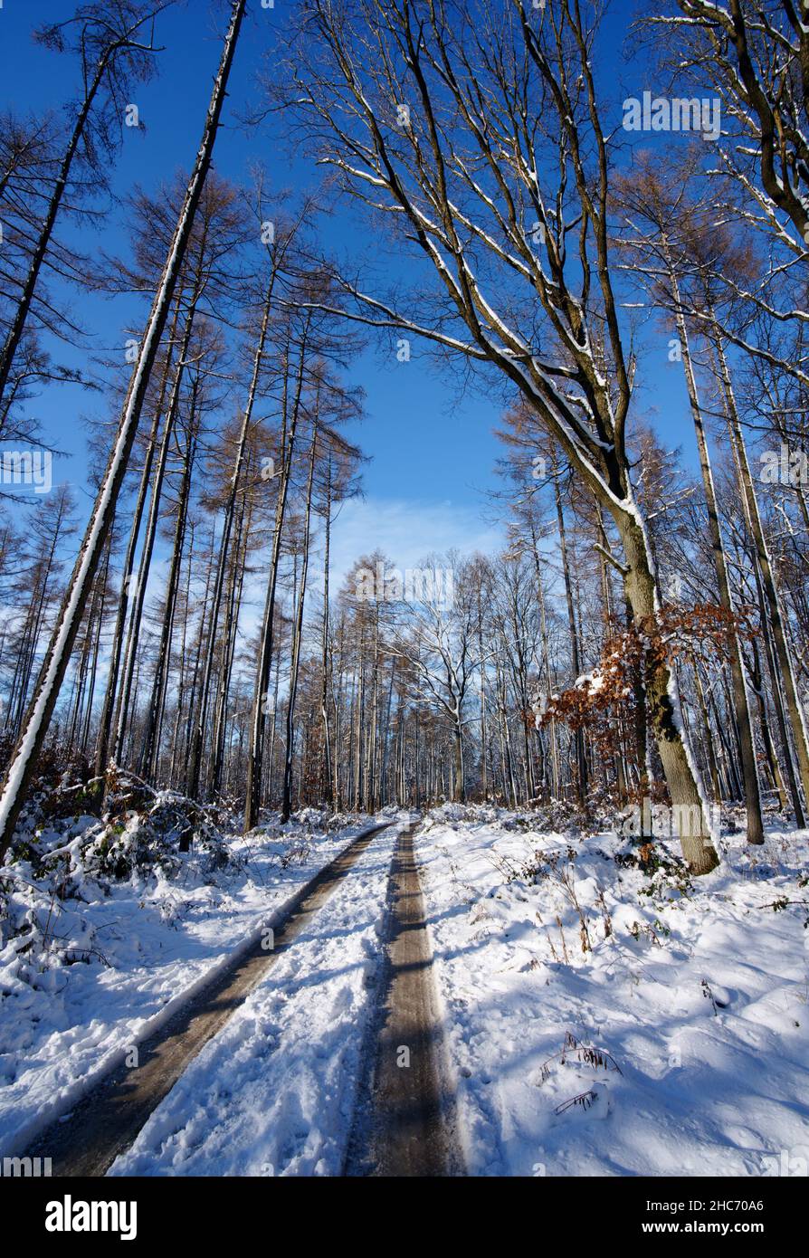 Scenic view of a winter landscape in forest Stock Photo