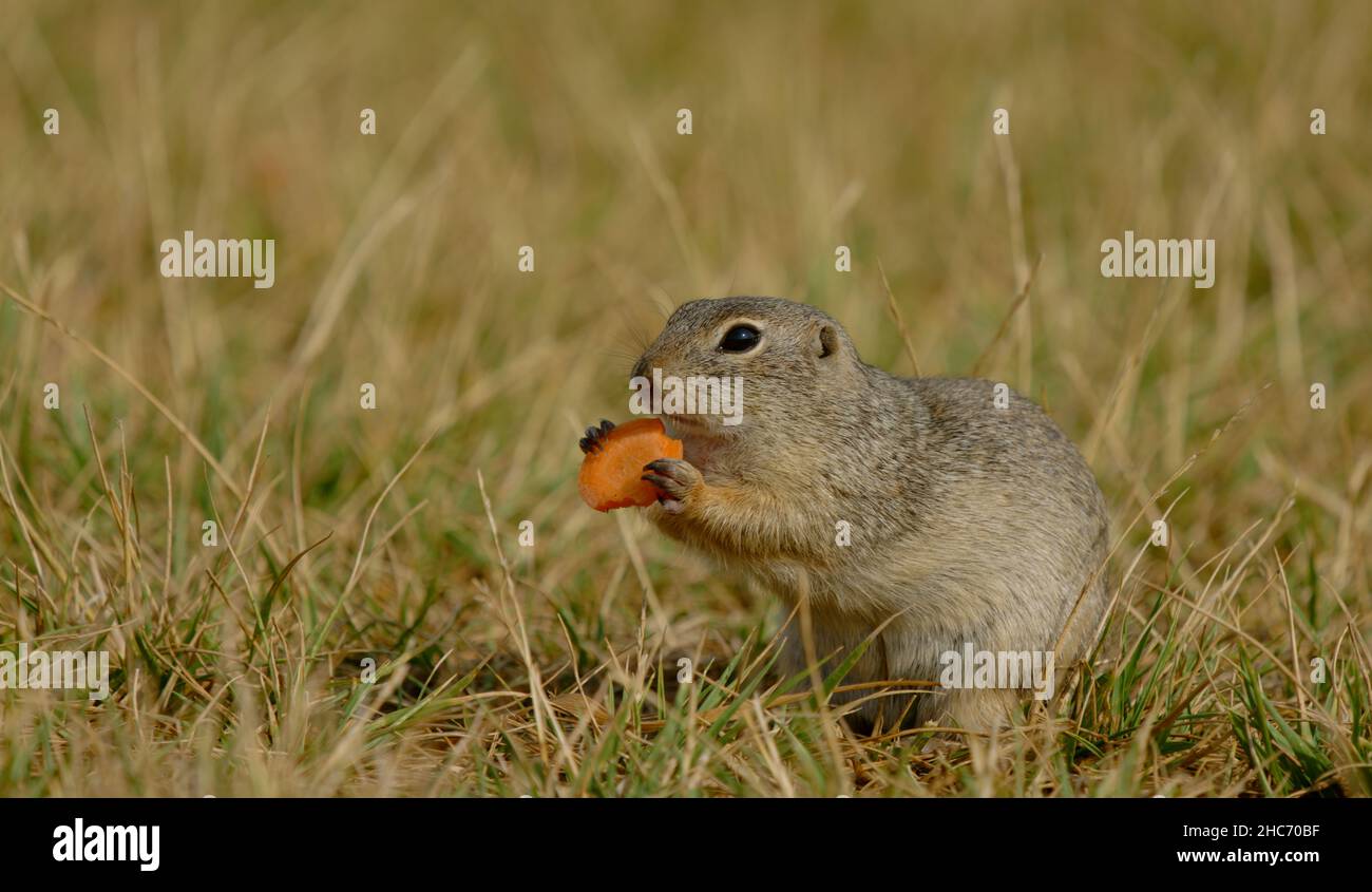 Close up of a ground squirrel Stock Photo