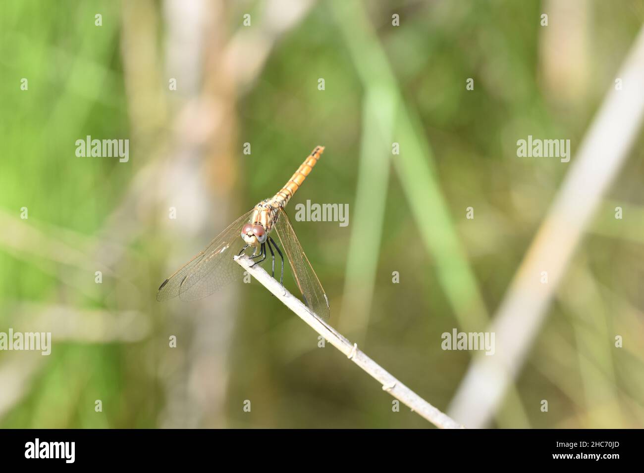 Large dragonfly on a branch Stock Photo - Alamy