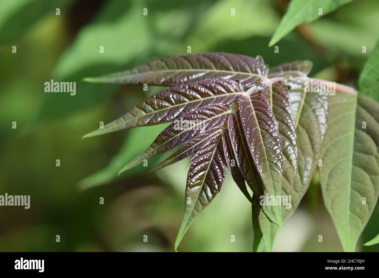 Closeup shot of redvein maple leaves Stock Photo