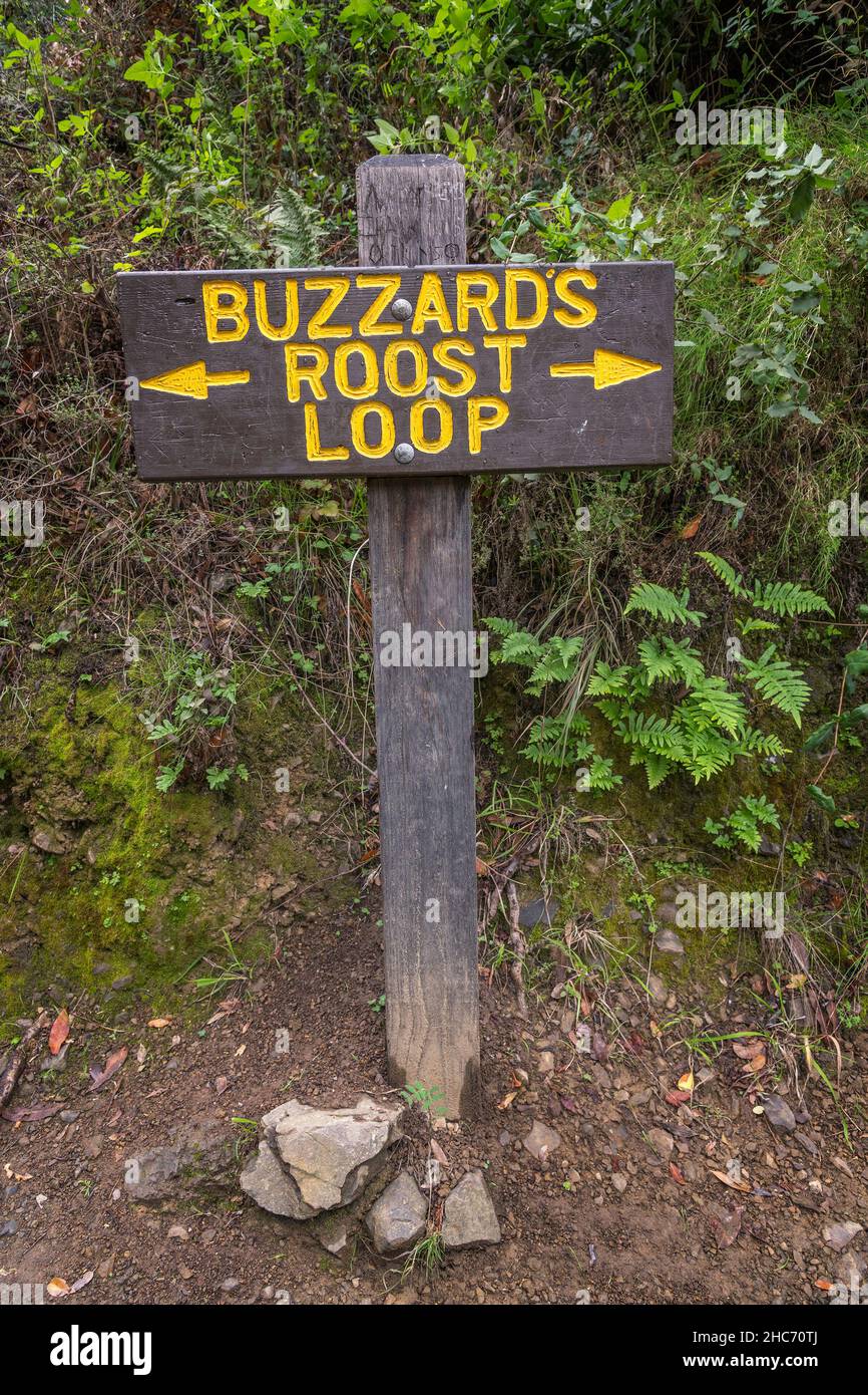 Buzzard Roost Trail in Pfeiffer Big Sur State Park, Big Sur, CA. Stock Photo