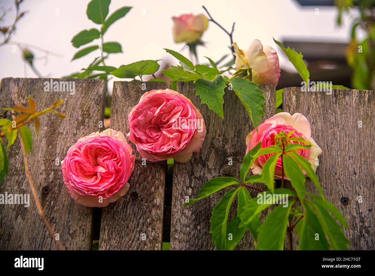 Garden fence with blooming roses and ivy. Romantinc pink rose flower in ...