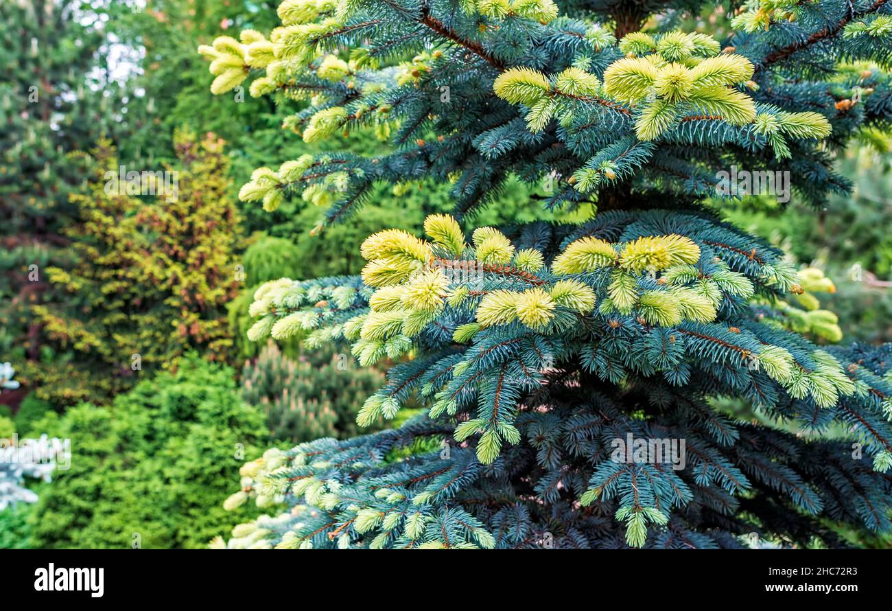 Picea pungens Bialobok with young, light-coloured shoots Stock Photo