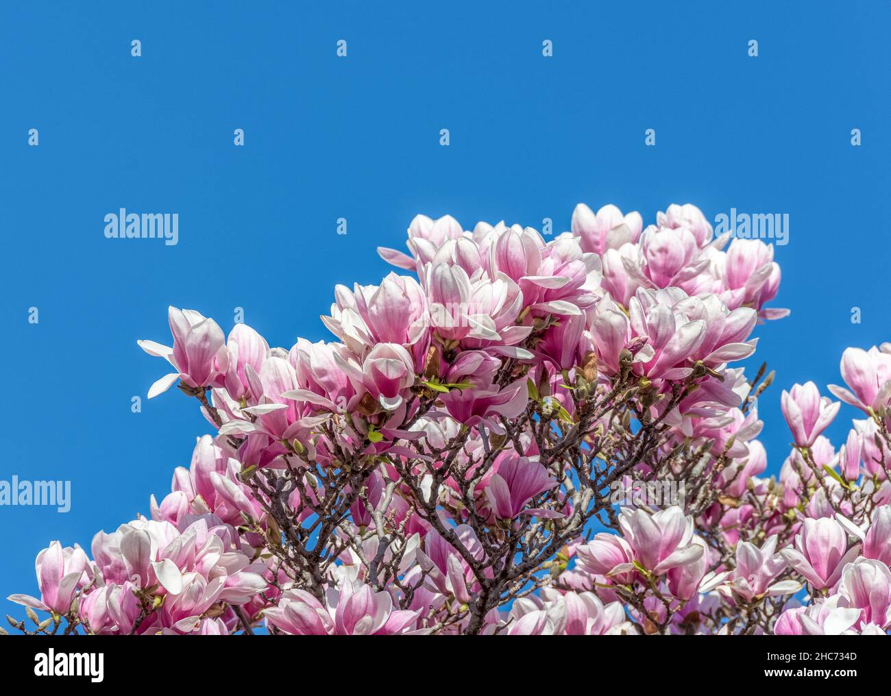 Pink magnolia flowers on the top of the tree with blue sky in the background Stock Photo