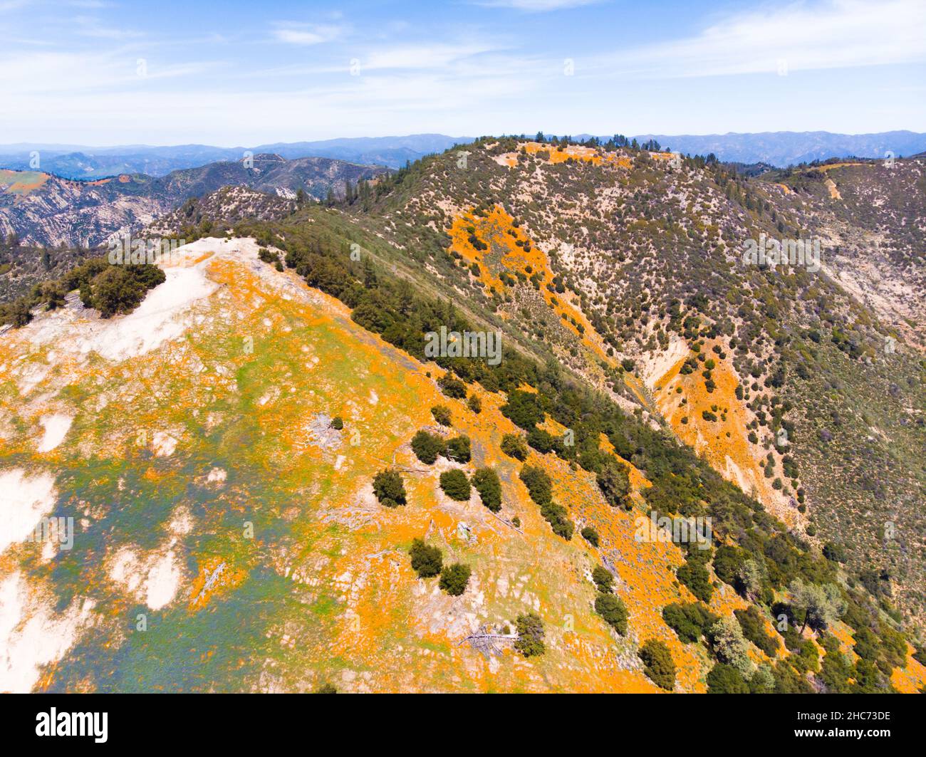 Aerial view of bright orange California Pobby (Eschscholzia) in the Los Padres National Forest, California, USA Stock Photo