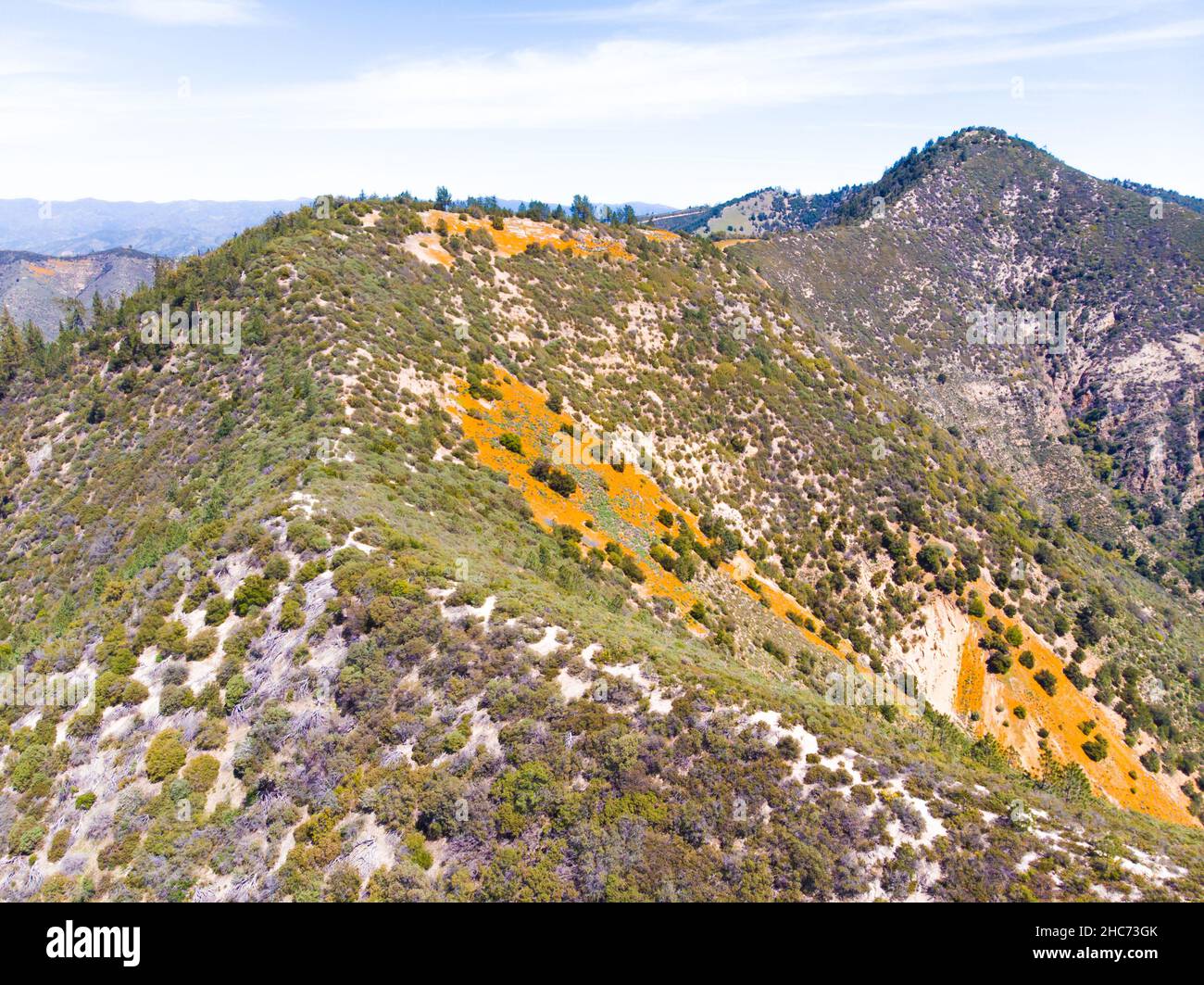A wonderful bloomy day in the Los Padres National Forest. Stock Photo