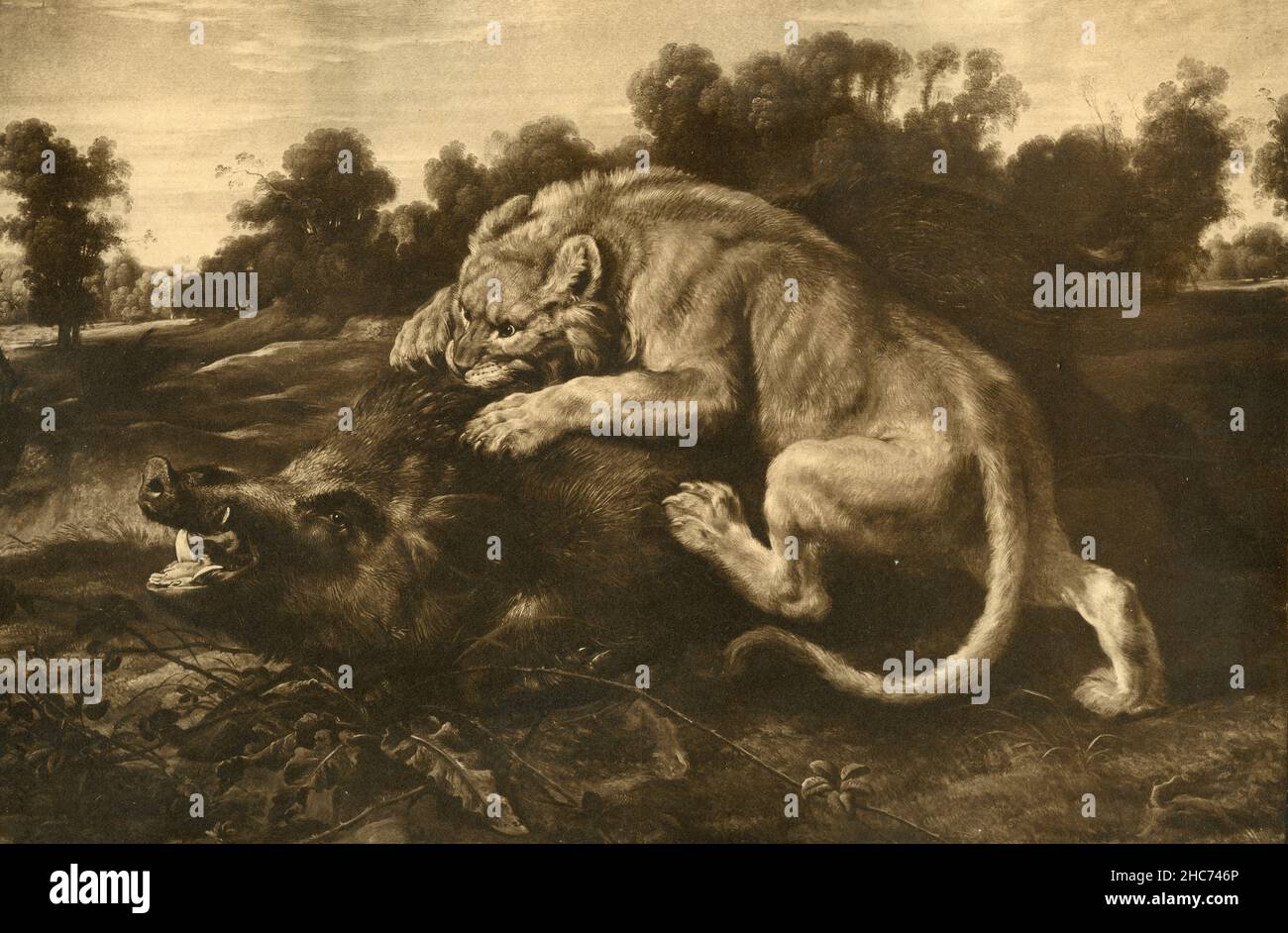 Lion attacking a wild boar, painting by Flemish artist Frans Snyders, Munich 1897 Stock Photo