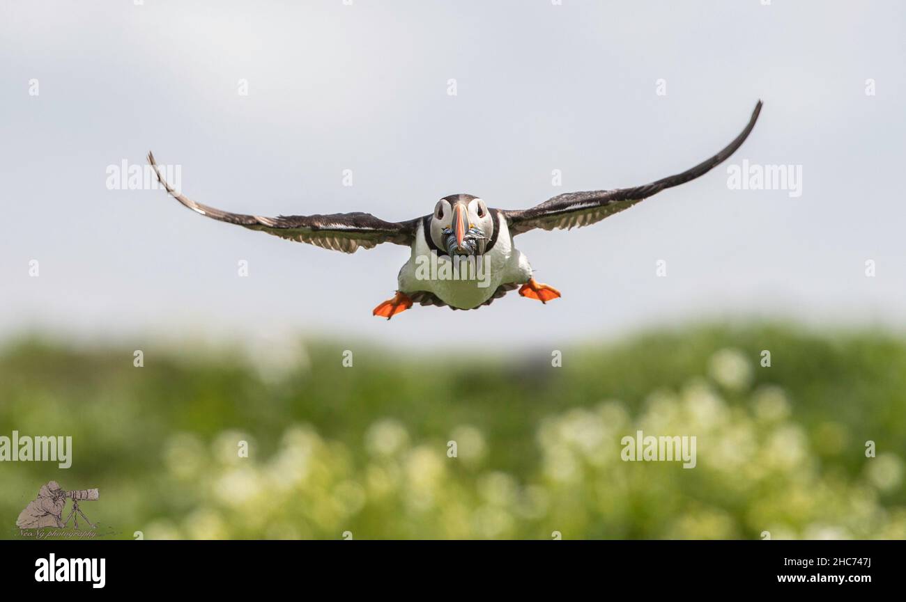 Puffins Using Sticks Closeup shot of an Atlantic puffin flying with a stick in the beak ...