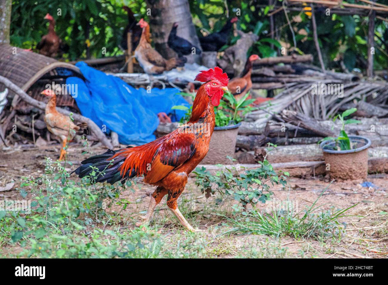 Closeup of a skinny chicken running in a coop with other chickens behind it Stock Photo
