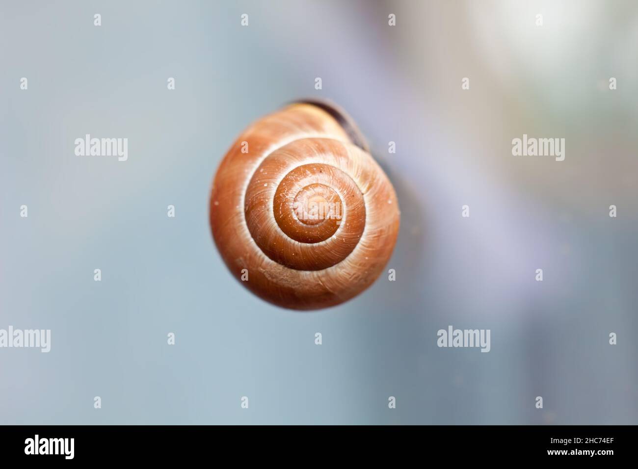 Inside a snail shell hi-res stock photography and images - Alamy