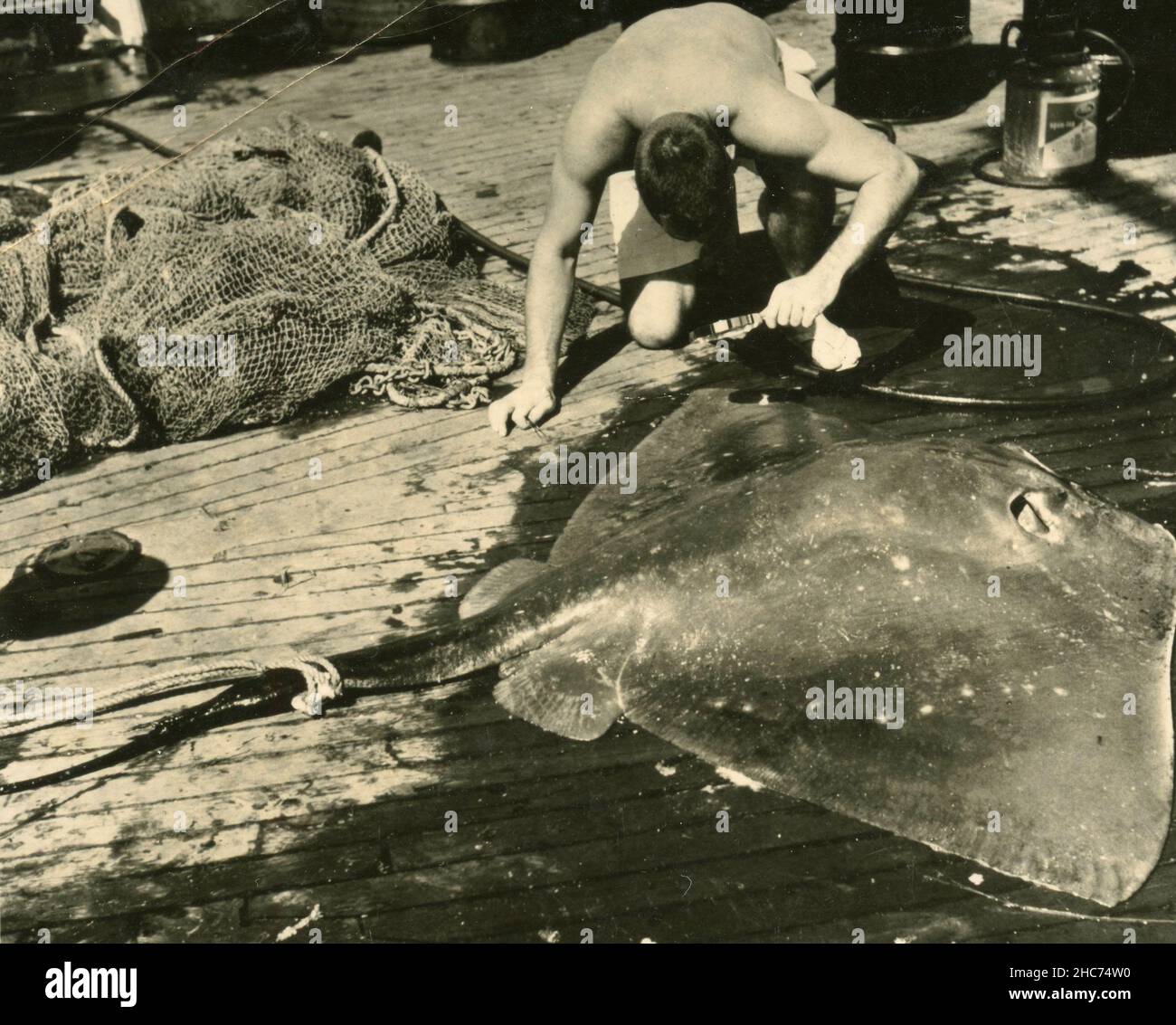 Scientist aboard US Research Vessel Anton Bruun checks on the sting ray for parasites, International Indian Ocean Expedition, Arabian Sea 1964 Stock Photo