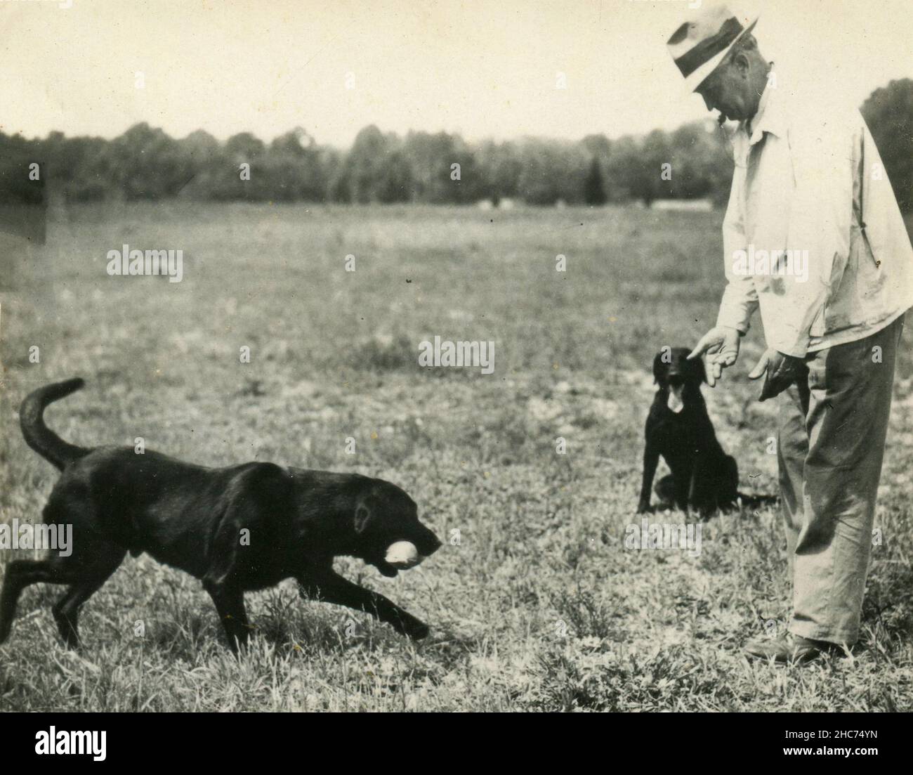 Dog trainer during exercise, USA 1950s Stock Photo