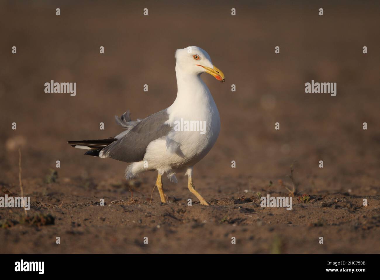 Yellow legged gulls on Lanzarote are often found in large numbers on the farmed desert soils searching for invertebrate prey. Stock Photo