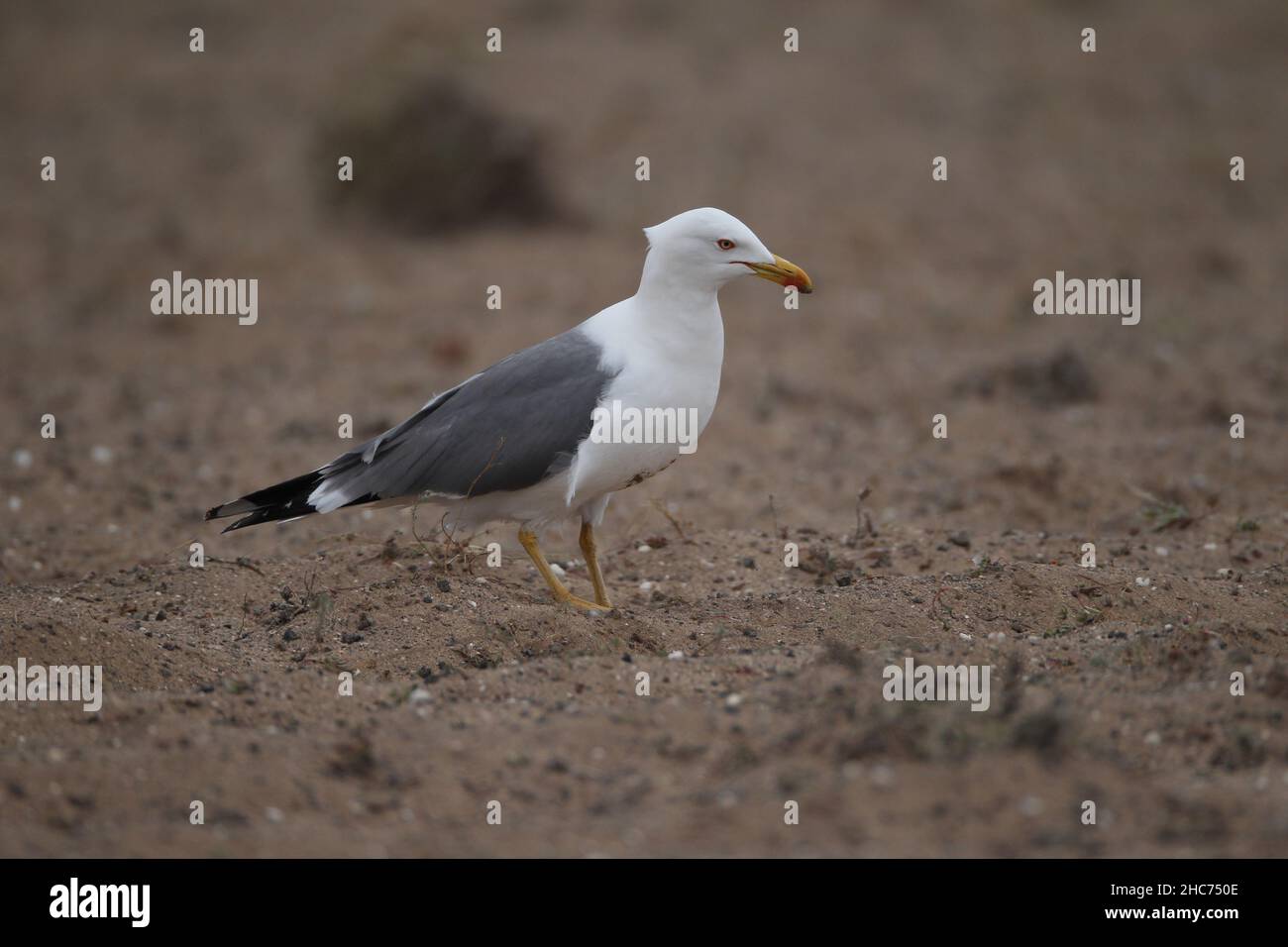 Yellow legged gulls on Lanzarote are often found in large numbers on the farmed desert soils searching for invertebrate prey. Stock Photo