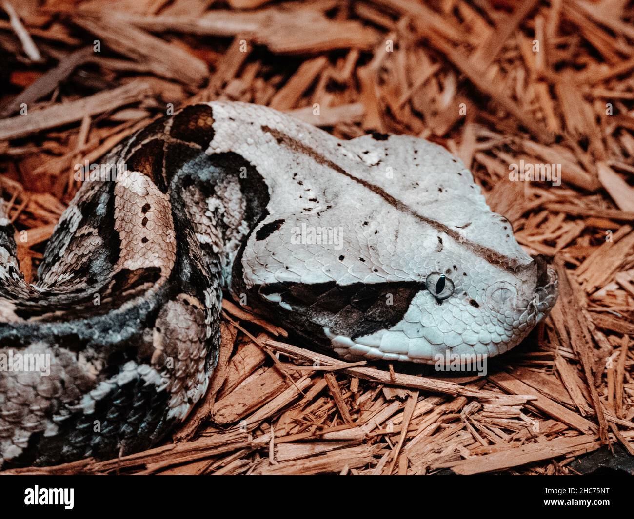 Closeup shot of a dangerous snake on dry grass Stock Photo