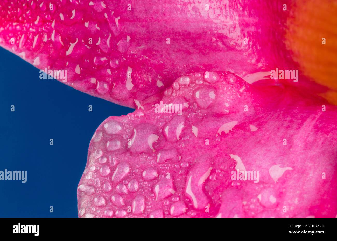 Macro shot of water drops on a pink flower with a blue background Stock Photo