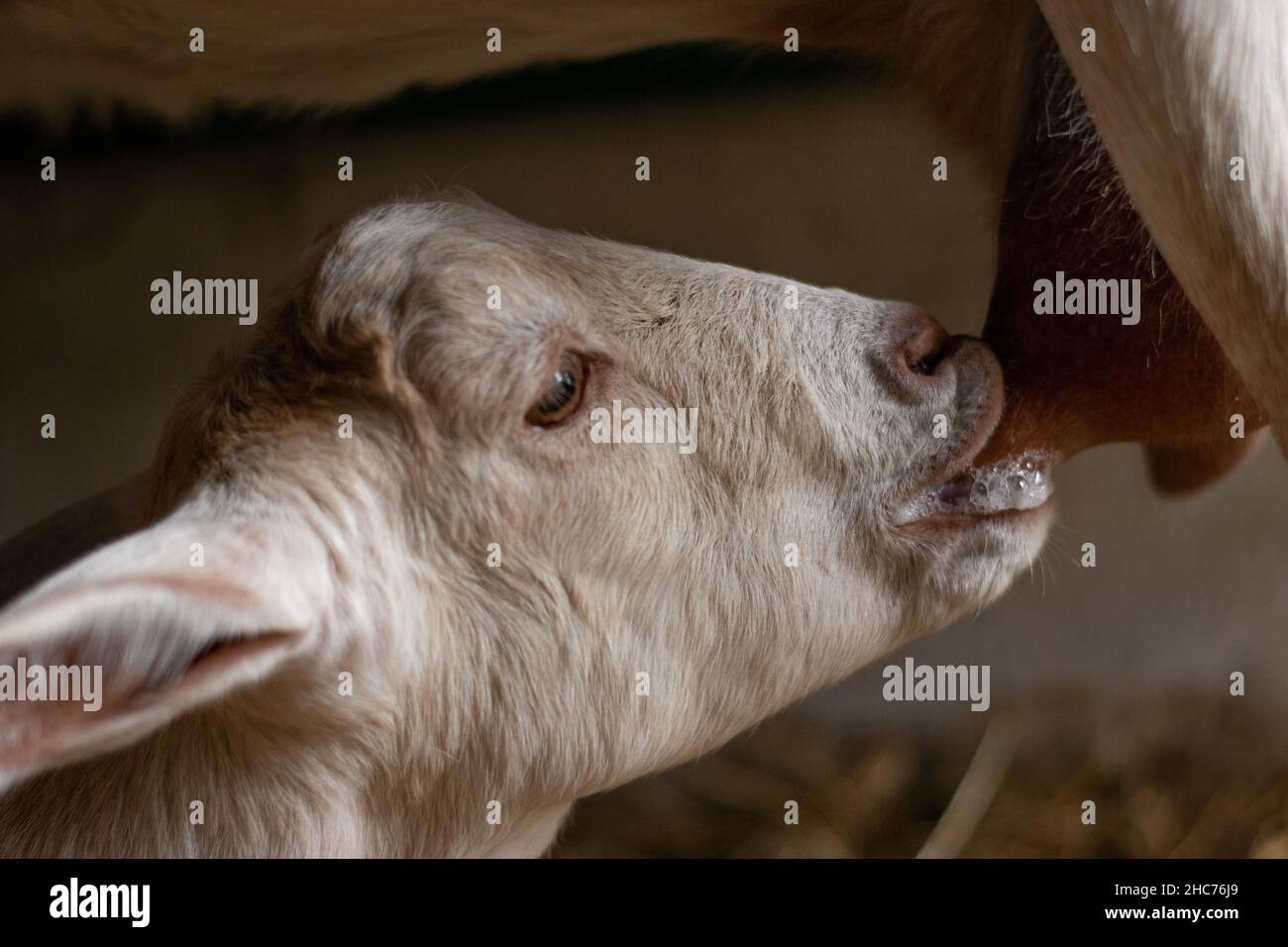 Sucking at mothers nipple hi-res stock photography and images - Alamy