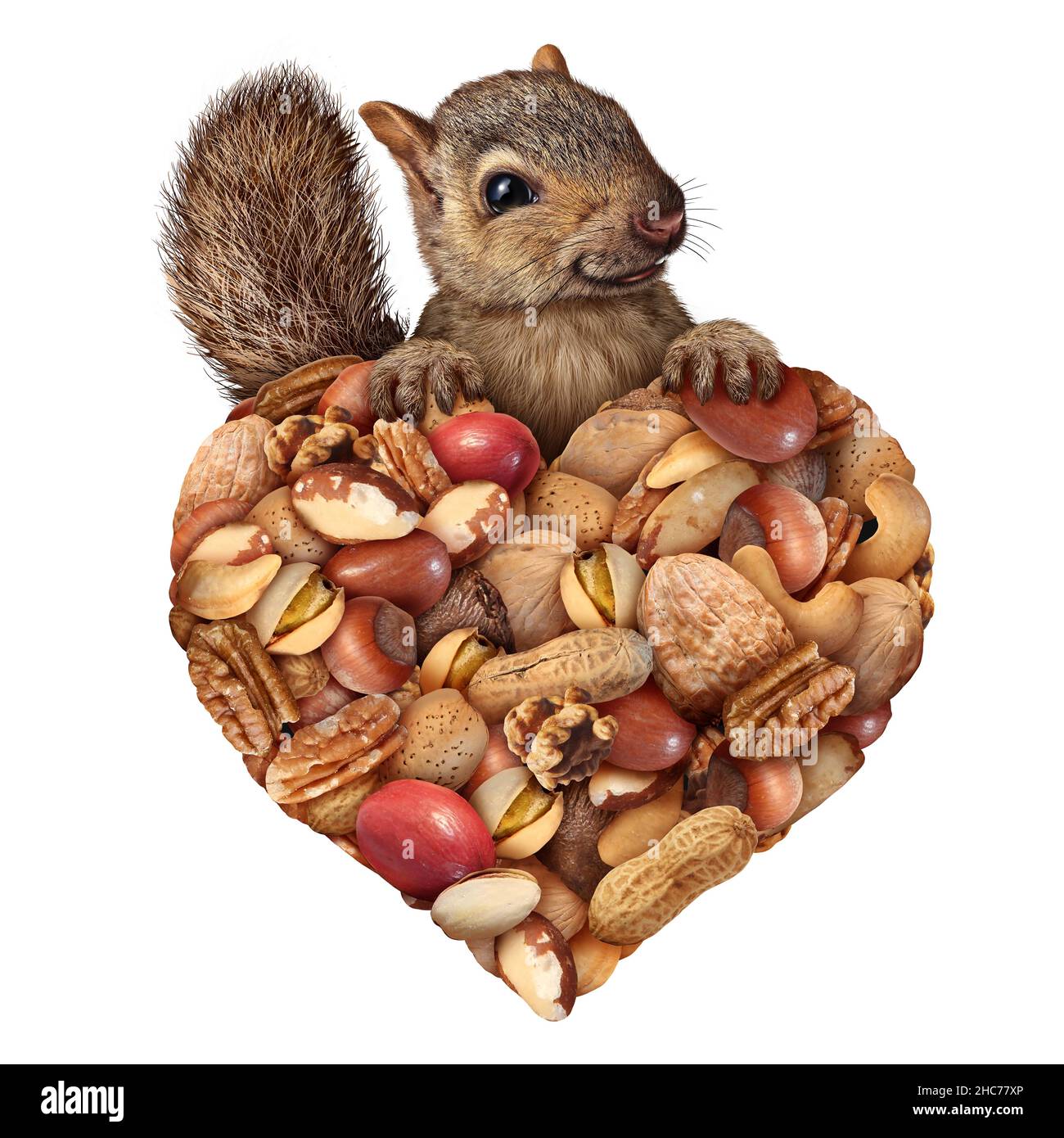 Love of nuts concept as a squirrel holding a group of peanuts and assorted nuts shaped as a heart symbol with a cute wild rodent representing. Stock Photo