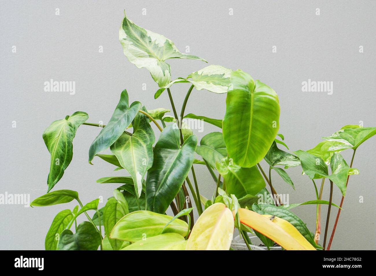 photinia red light Red Tip Photinia (Photinia Fraseri)