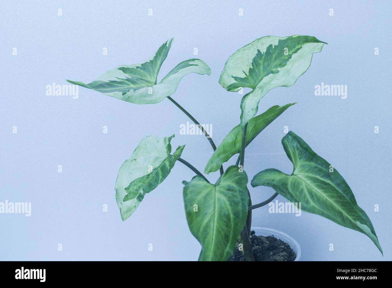 Syngonium Three Kings potted house plant Stock Photo