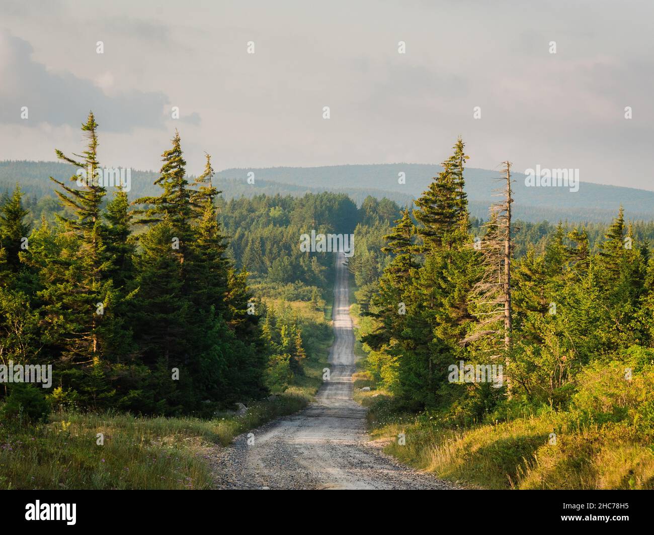 Road in Dolly Sods Wilderness, in Monongahela National Forest, West