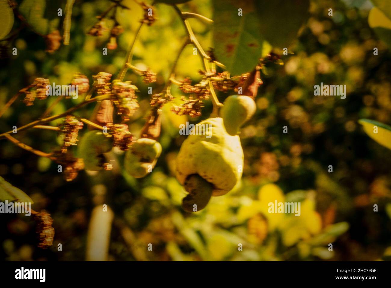 Cashew nut, Anacardium occidentale, ripening on the tree in the Goan