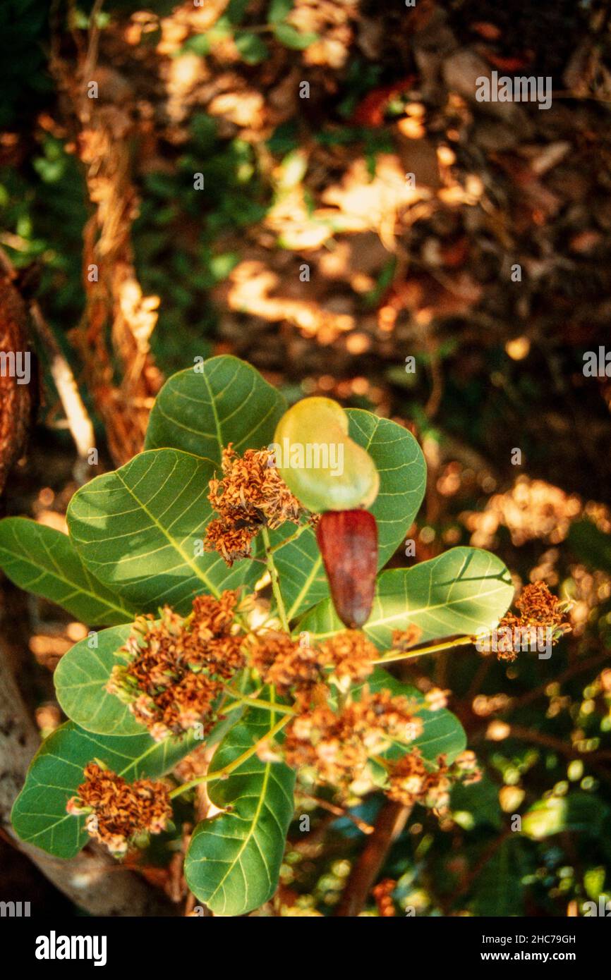 Cashew nut, Anacardium occidentale, ripening on the tree in the Goan
