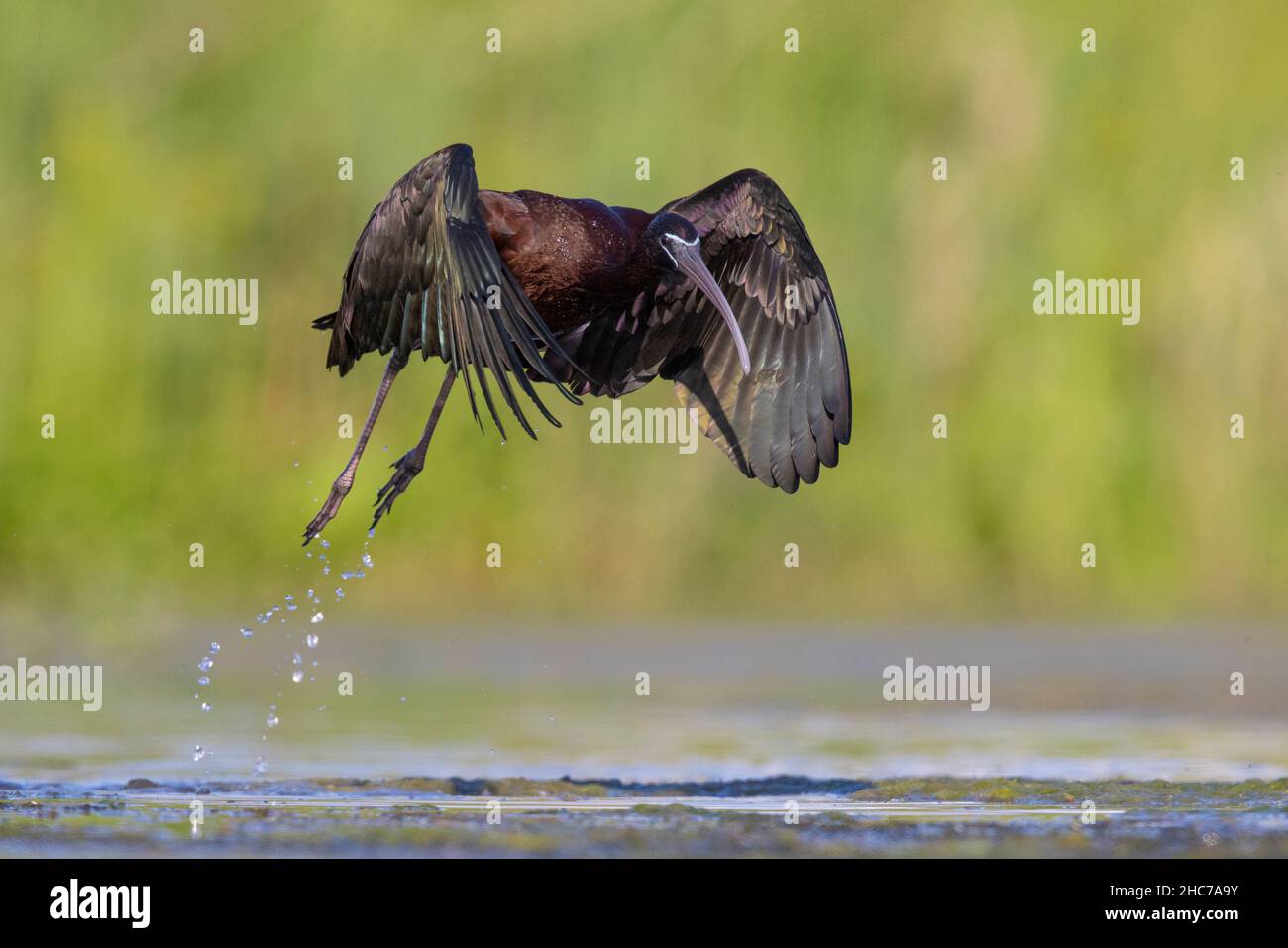 Glossy Ibis (Plegadis falcinellus), adult at take-off, Campania, Italy Stock Photo