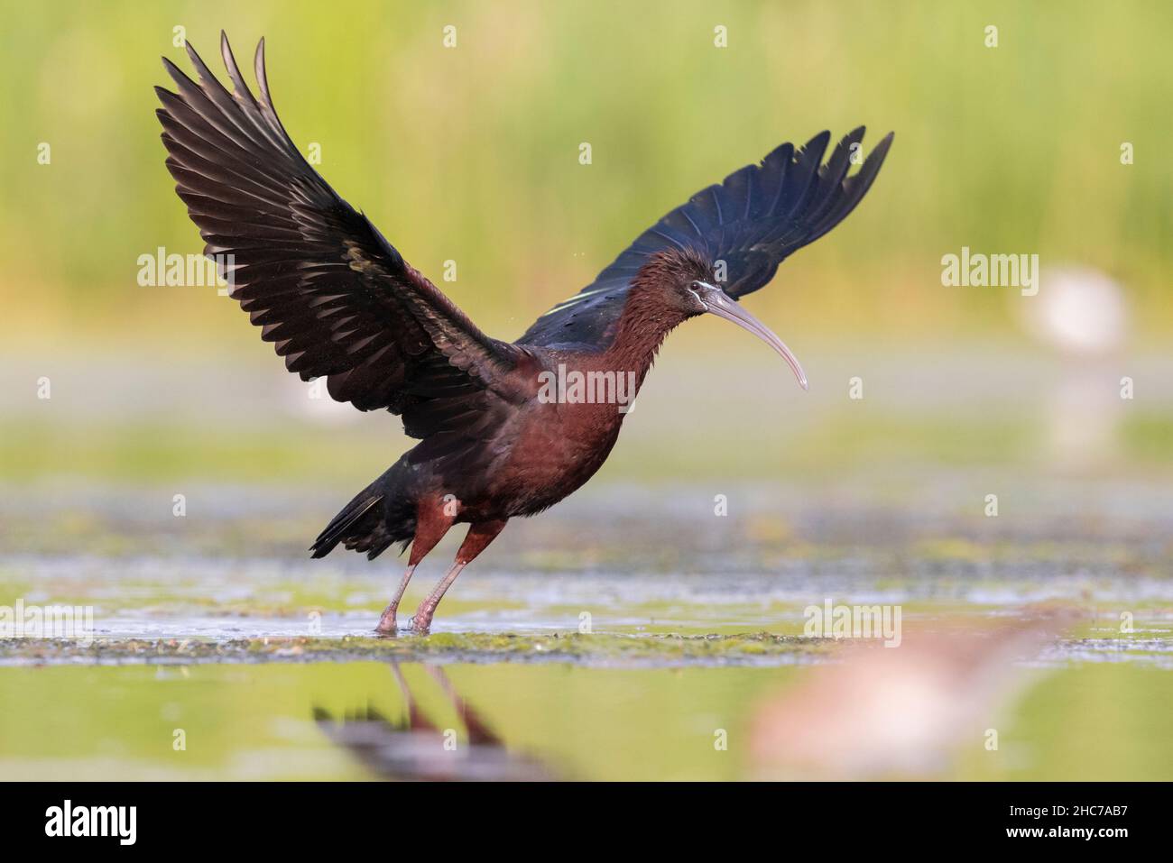 Glossy Ibis (Plegadis falcinellus), adult at take-off, Campania, Italy Stock Photo