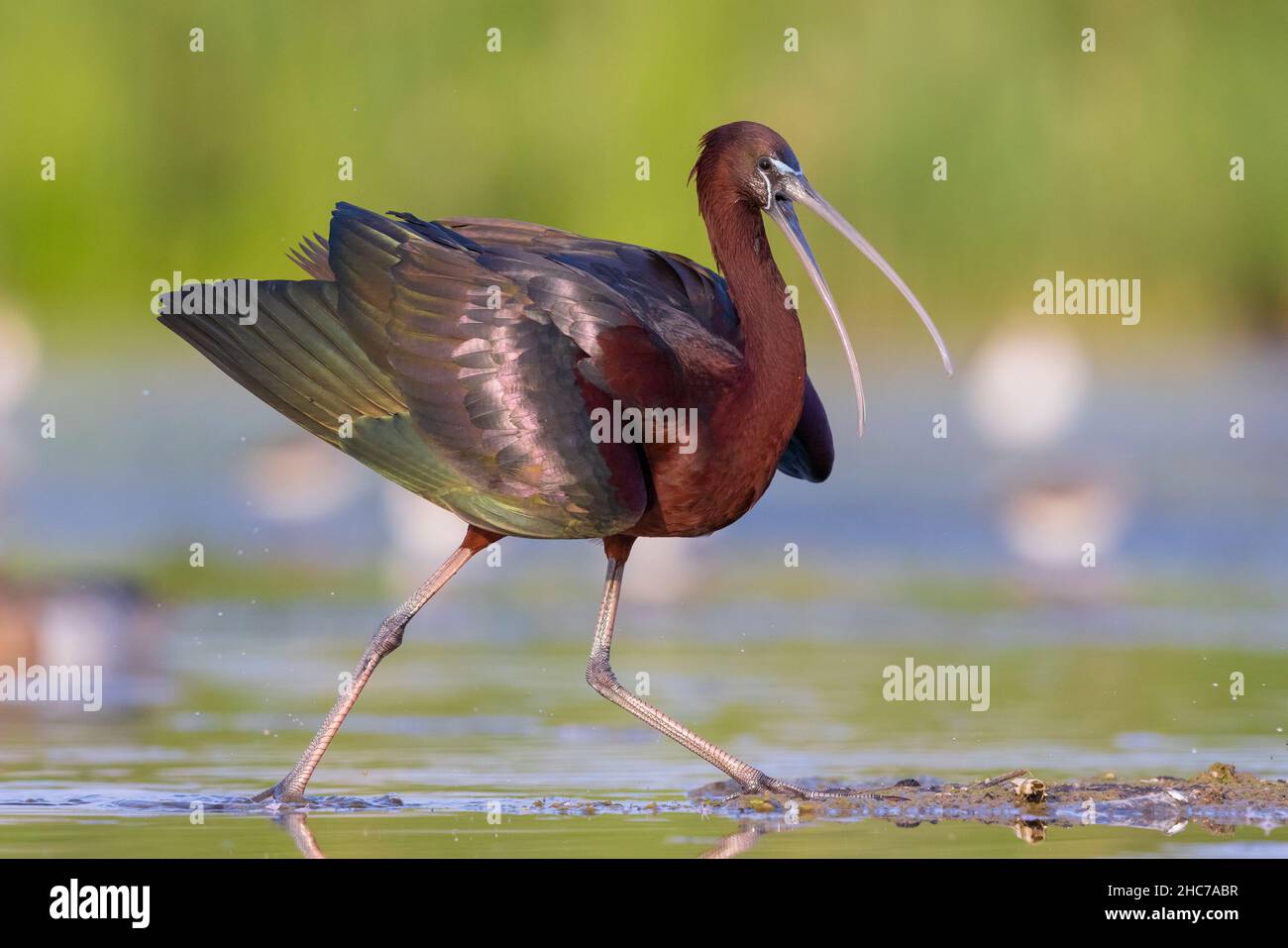 Glossy Ibis (Plegadis falcinellus), side view of an adult walking in a marsh, Campania, Italy Stock Photo